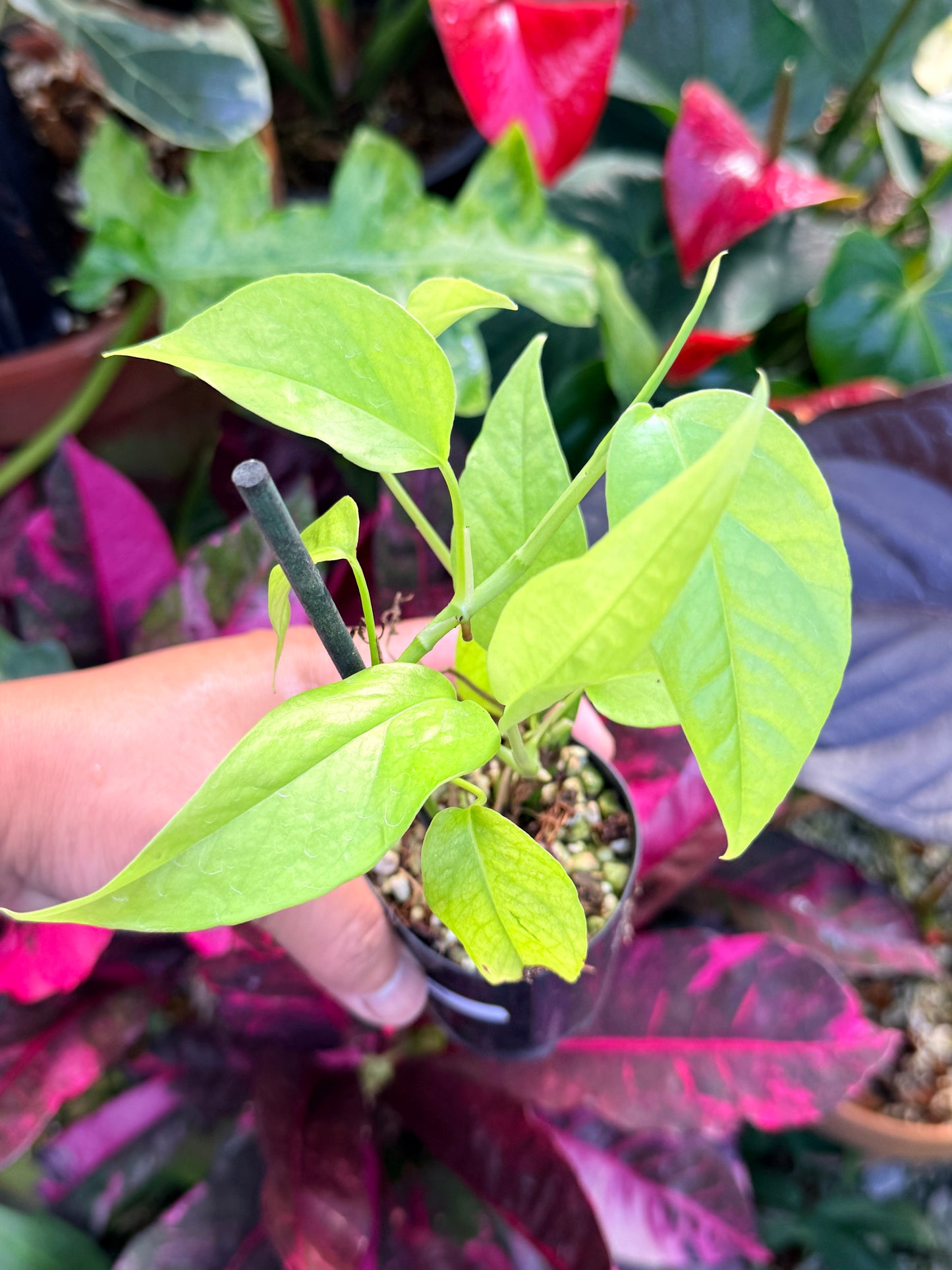Epipremnum pinnatum 'Neon' Q45
