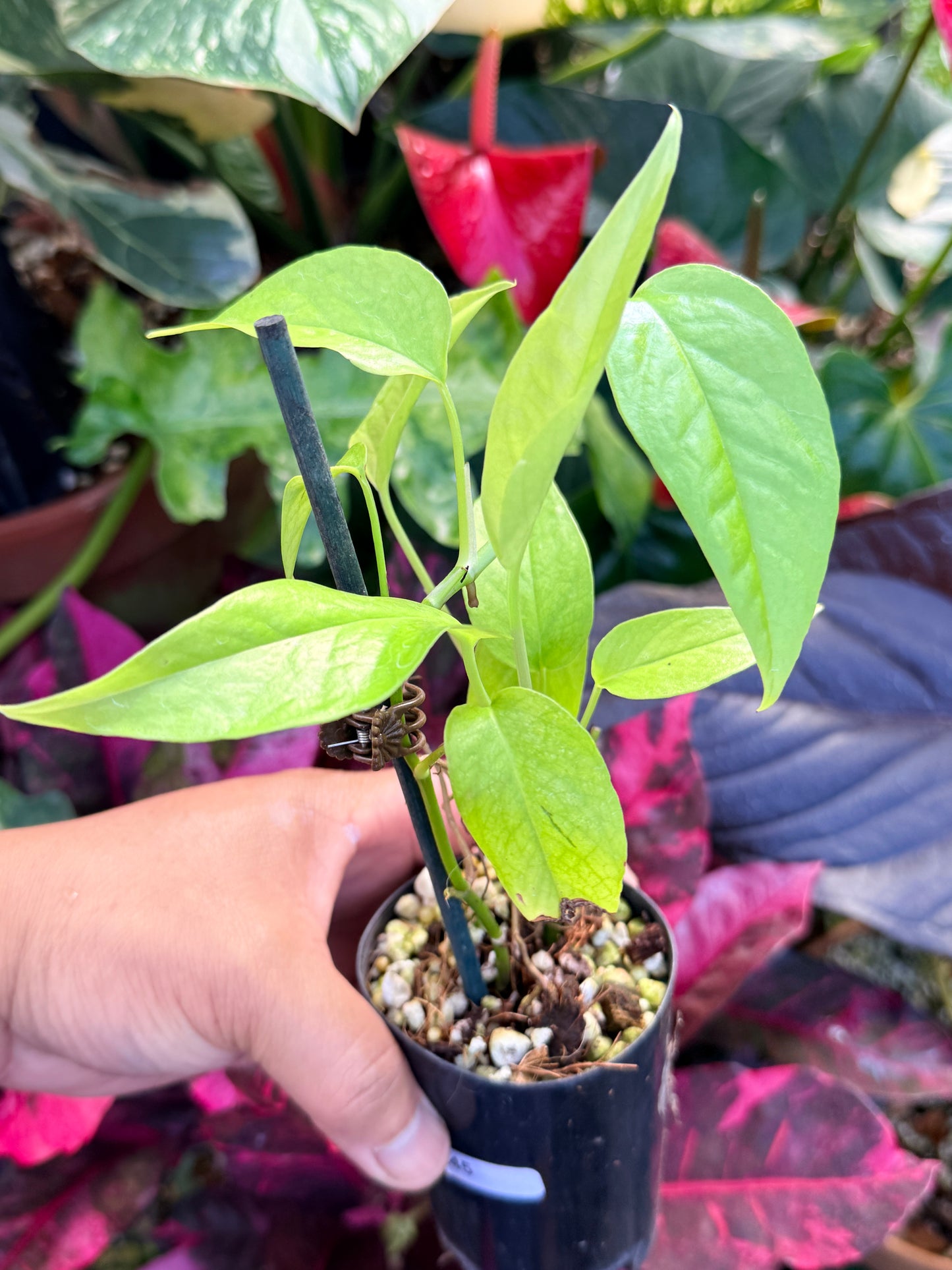 Epipremnum pinnatum 'Neon' Q45