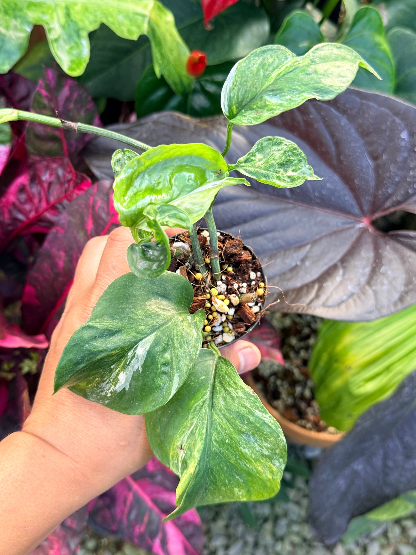 Epipremnum Sp. 'Bali Hanoman' NONTC Q42