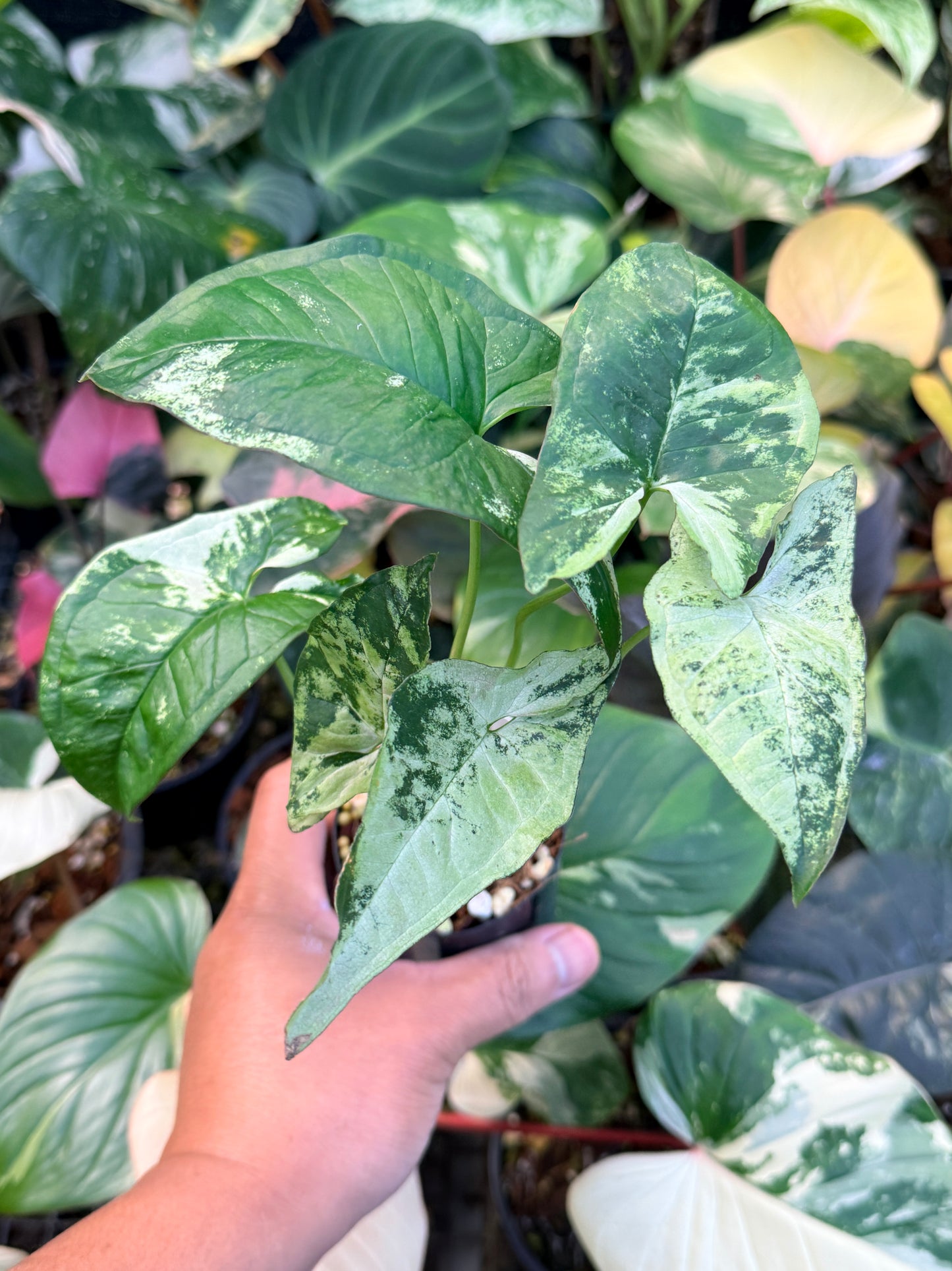 Syngonium 'Confetti Tricolor' Q40
