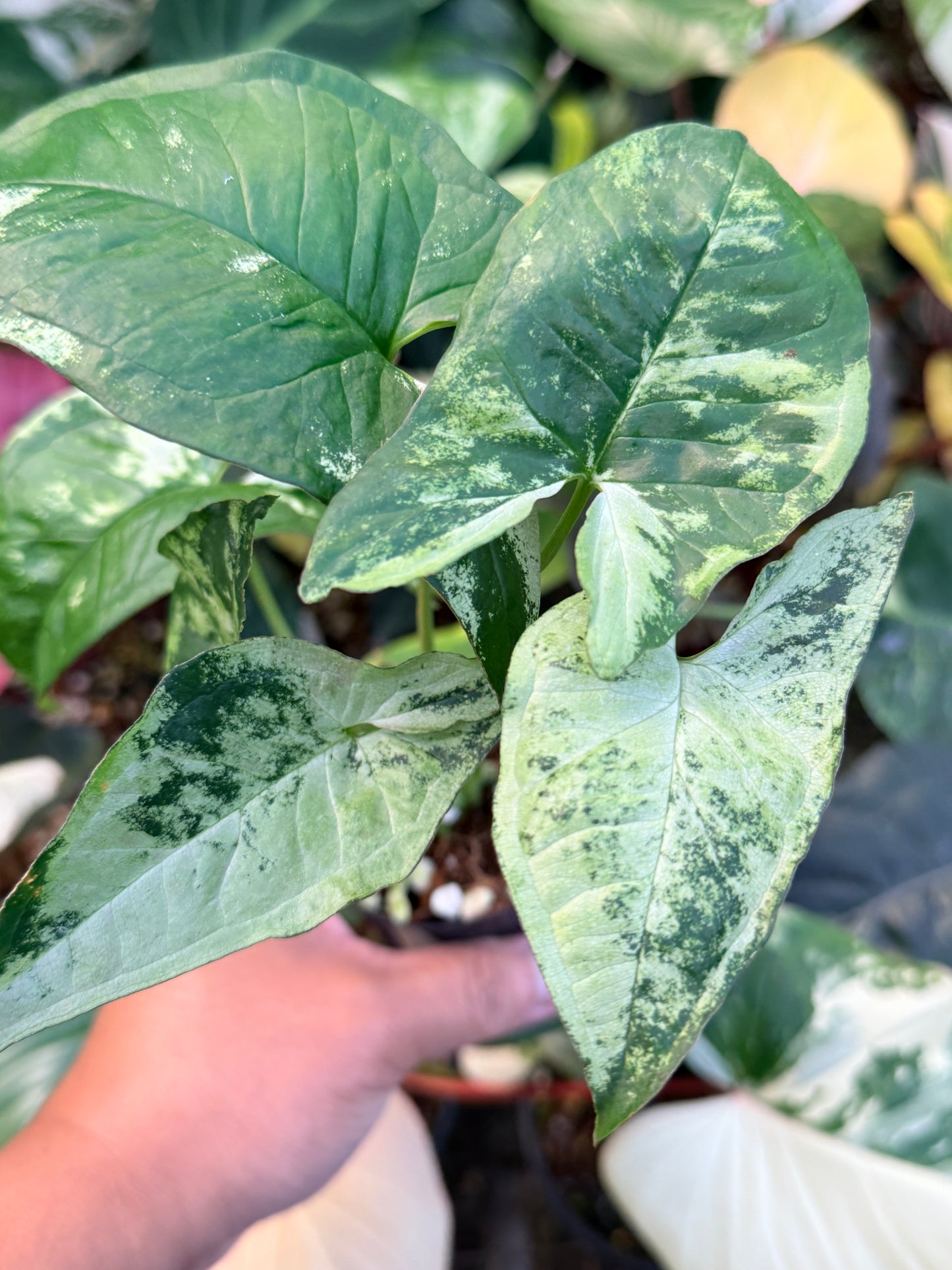 Syngonium 'Confetti Tricolor' Q40