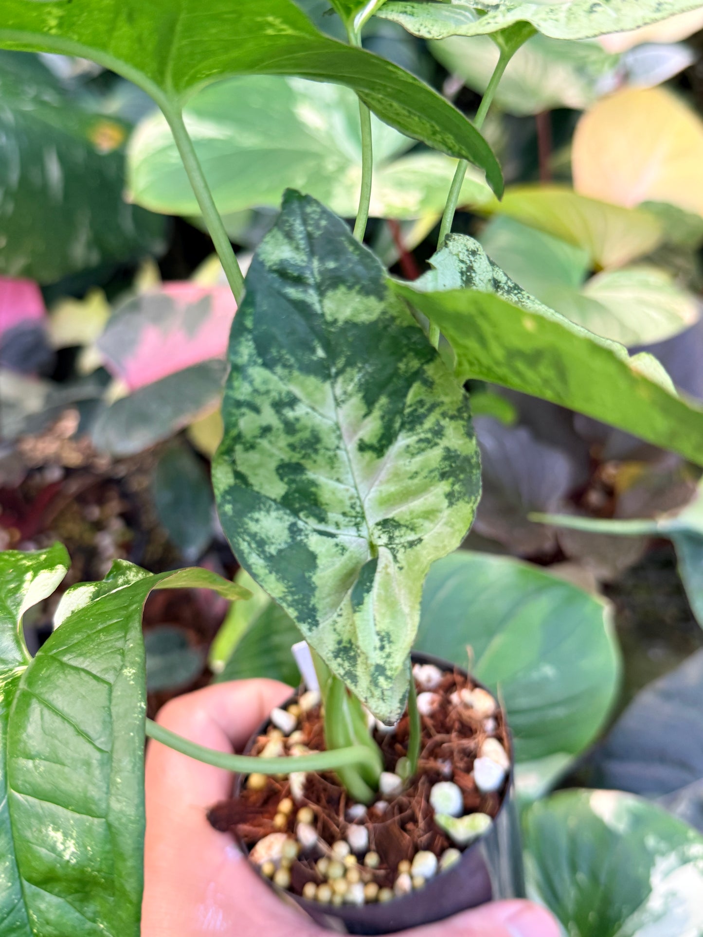 Syngonium 'Confetti Tricolor' Q40