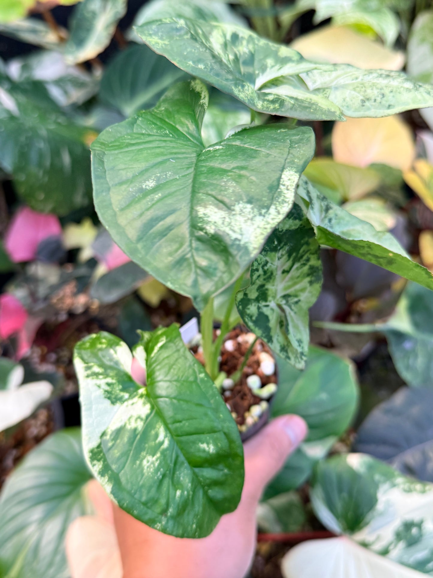 Syngonium 'Confetti Tricolor' Q40