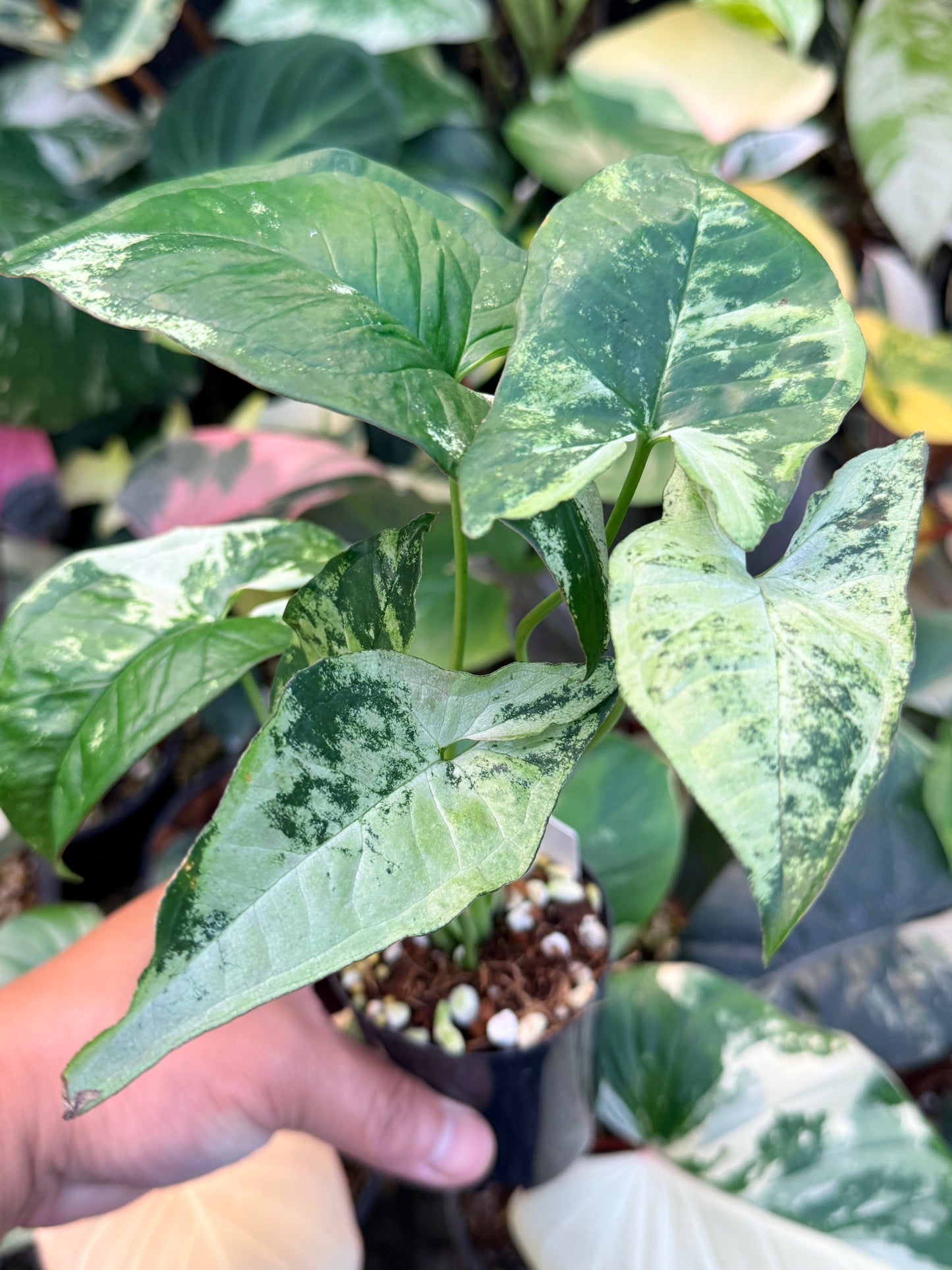 Syngonium 'Confetti Tricolor' Q40