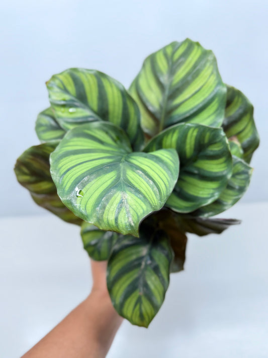 Calathea Fasciata Y28