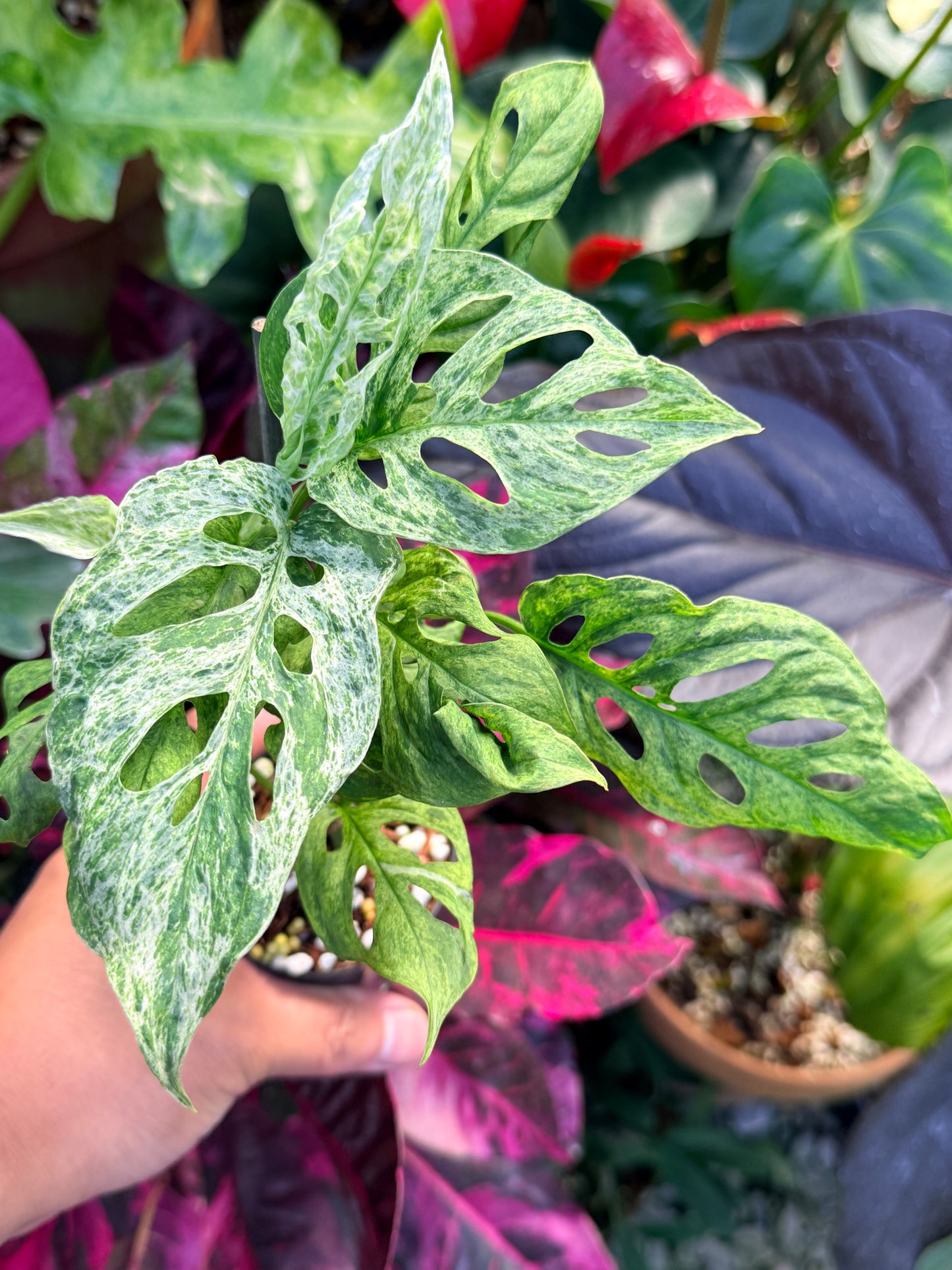 Monstera adansonii 'Mottled Mint' Q29