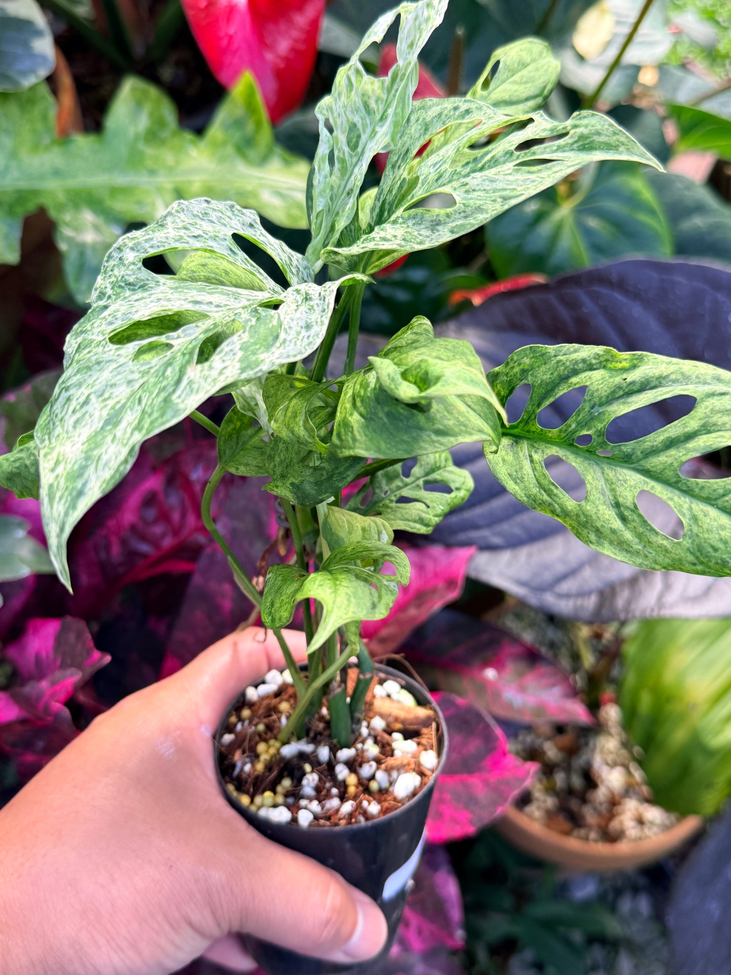 Monstera adansonii 'Mottled Mint' Q29