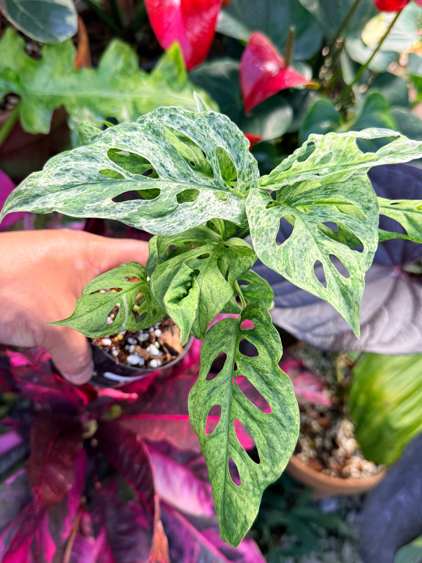 Monstera adansonii 'Mottled Mint' Q29
