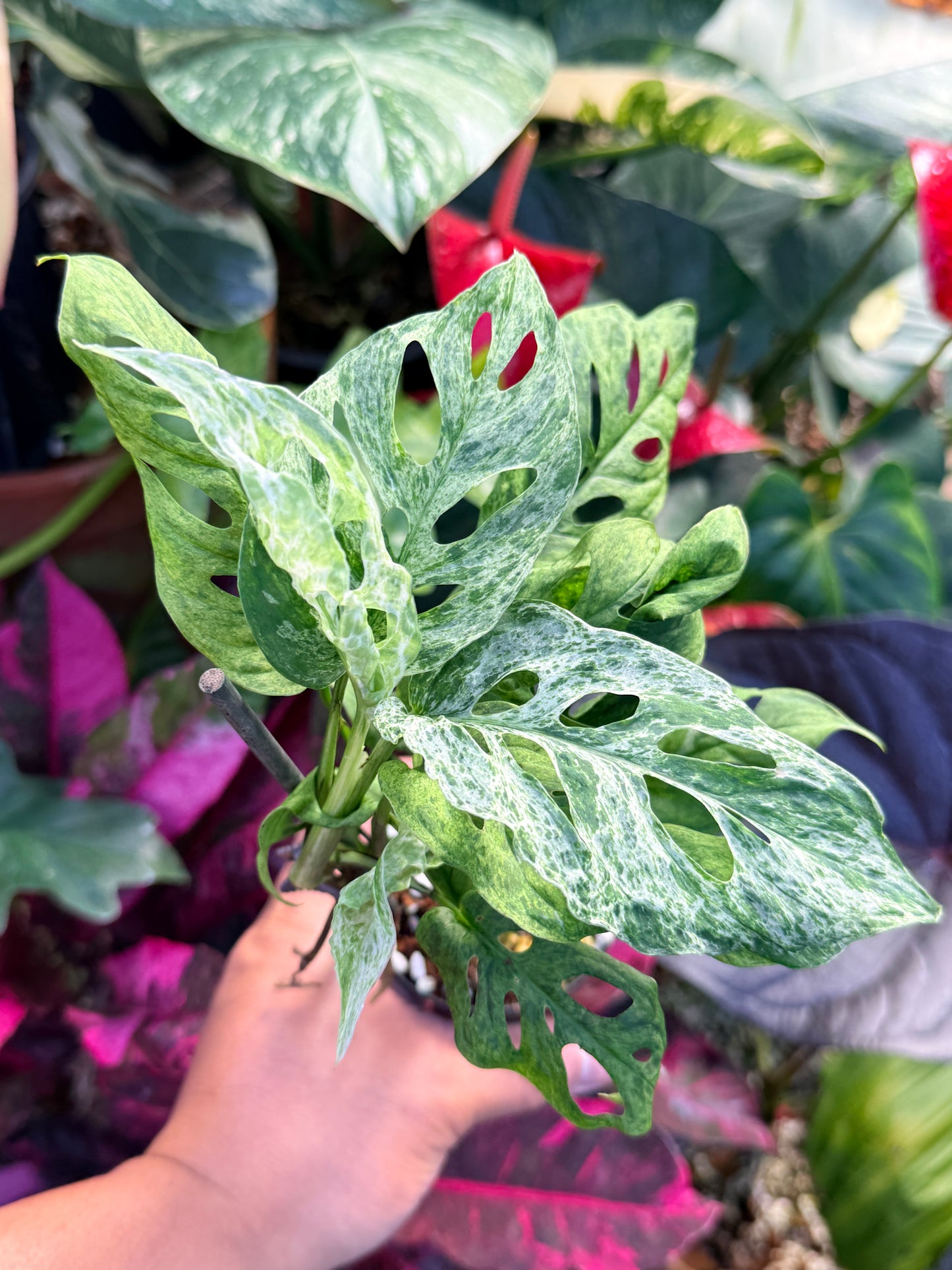 Monstera adansonii 'Mottled Mint' Q29
