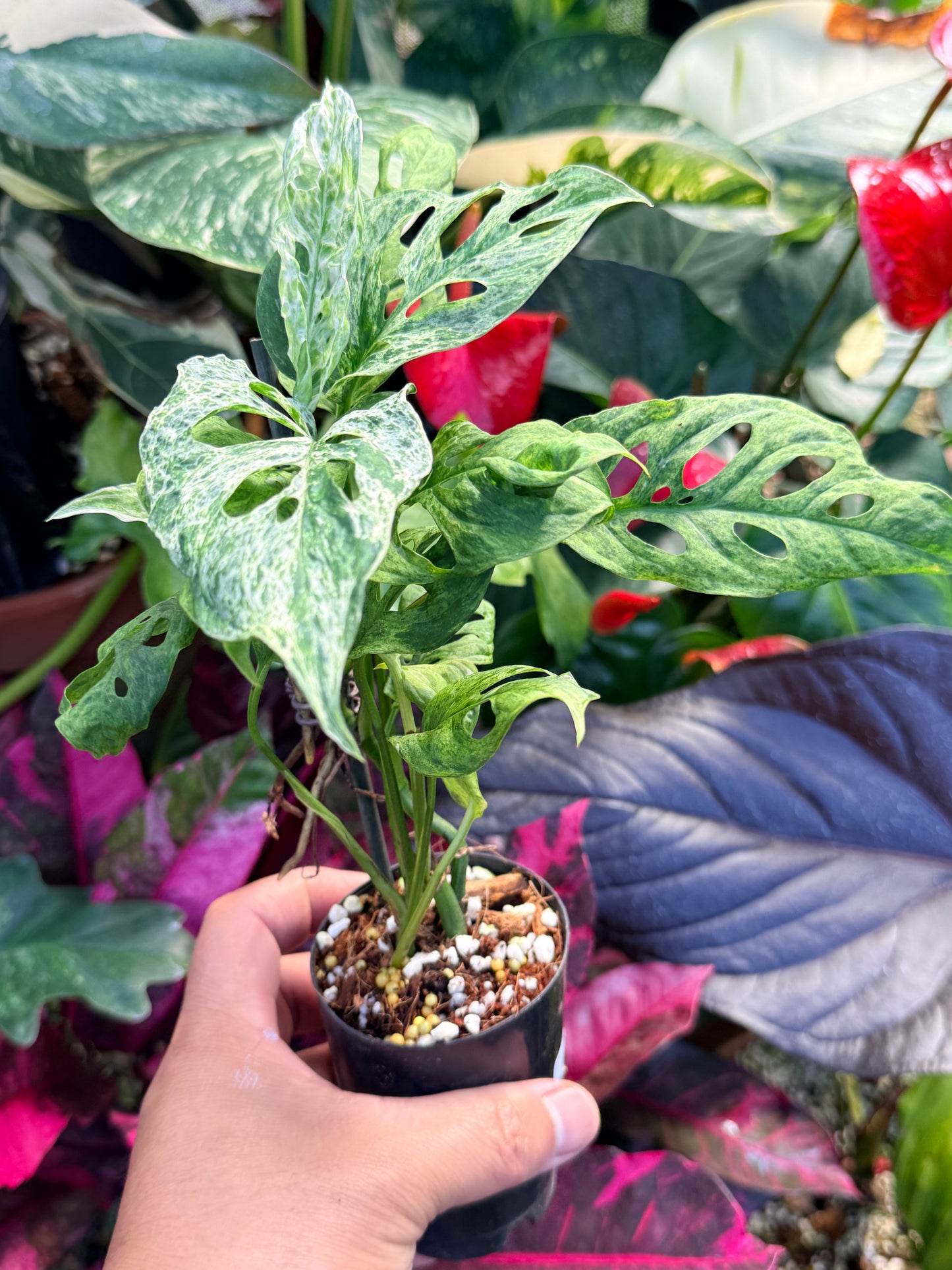 Monstera adansonii 'Mottled Mint' Q29