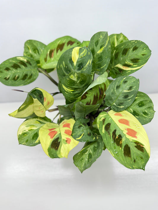 Maranta Kerchoveana Variegata - Large Y34