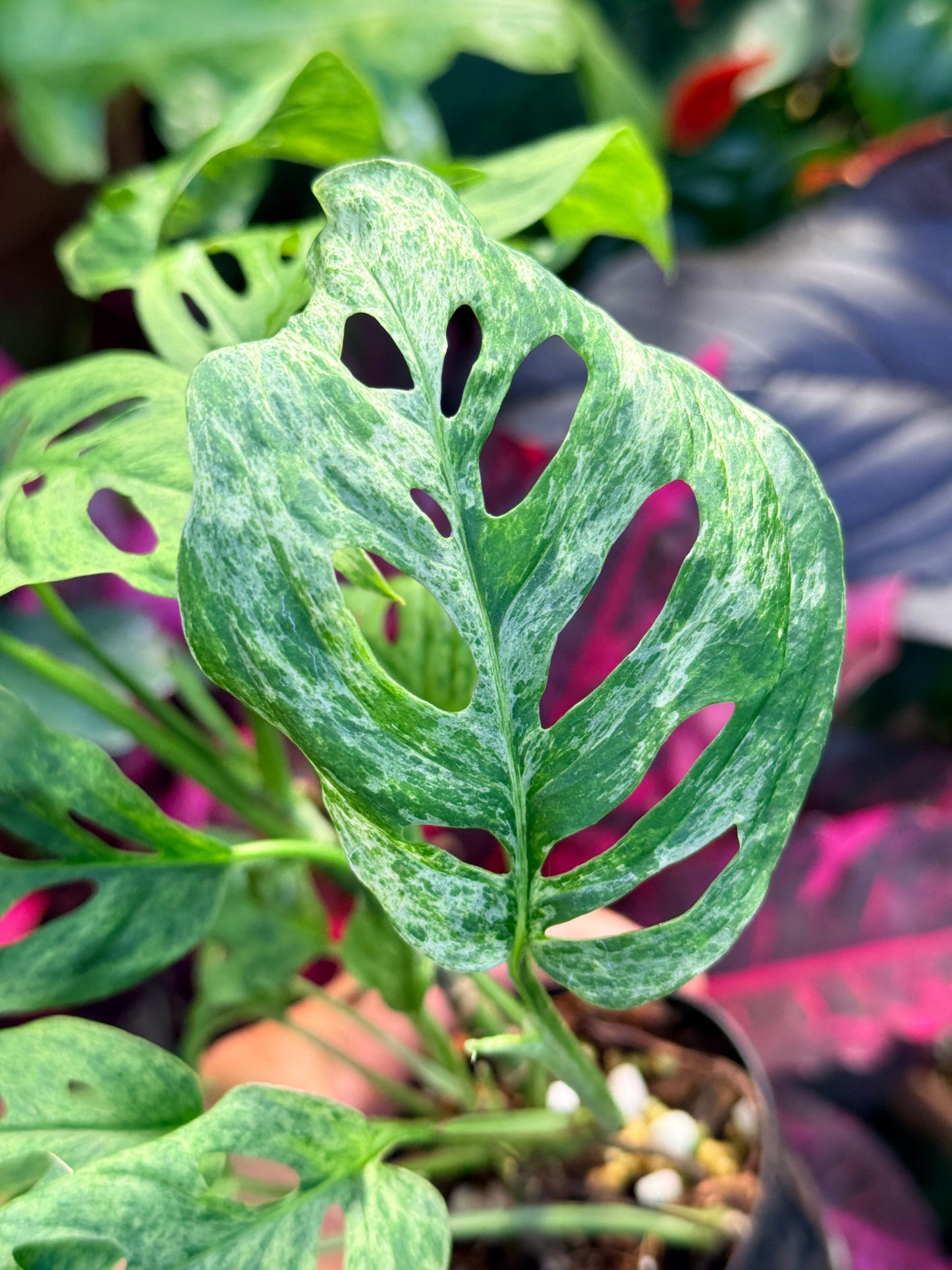 Monstera adansonii 'Mottled Mint' Q28