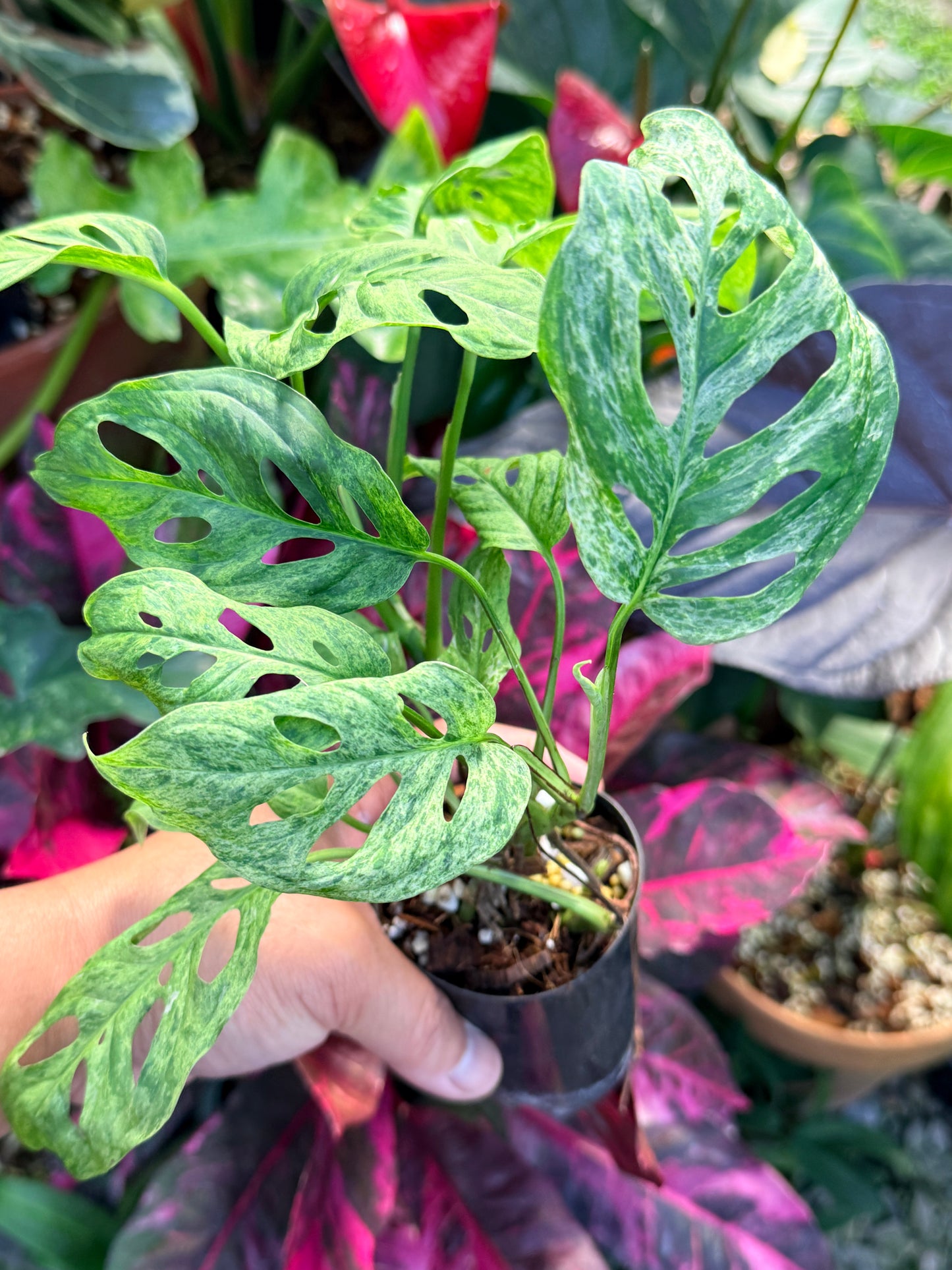 Monstera adansonii 'Mottled Mint' Q28