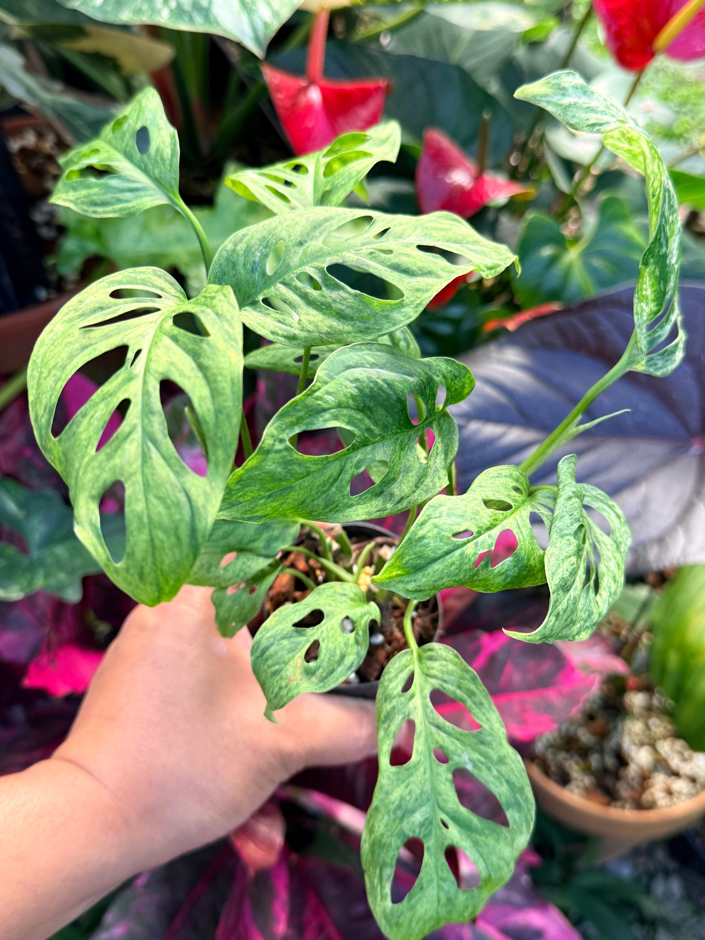 Monstera adansonii 'Mottled Mint' Q28