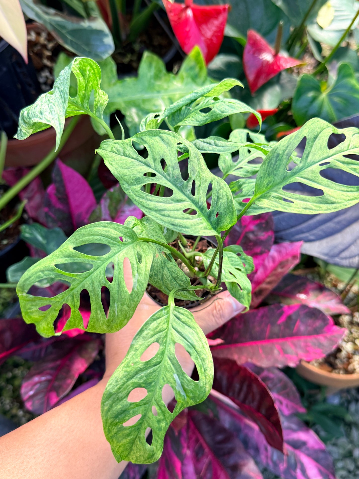 Monstera adansonii 'Mottled Mint' Q28