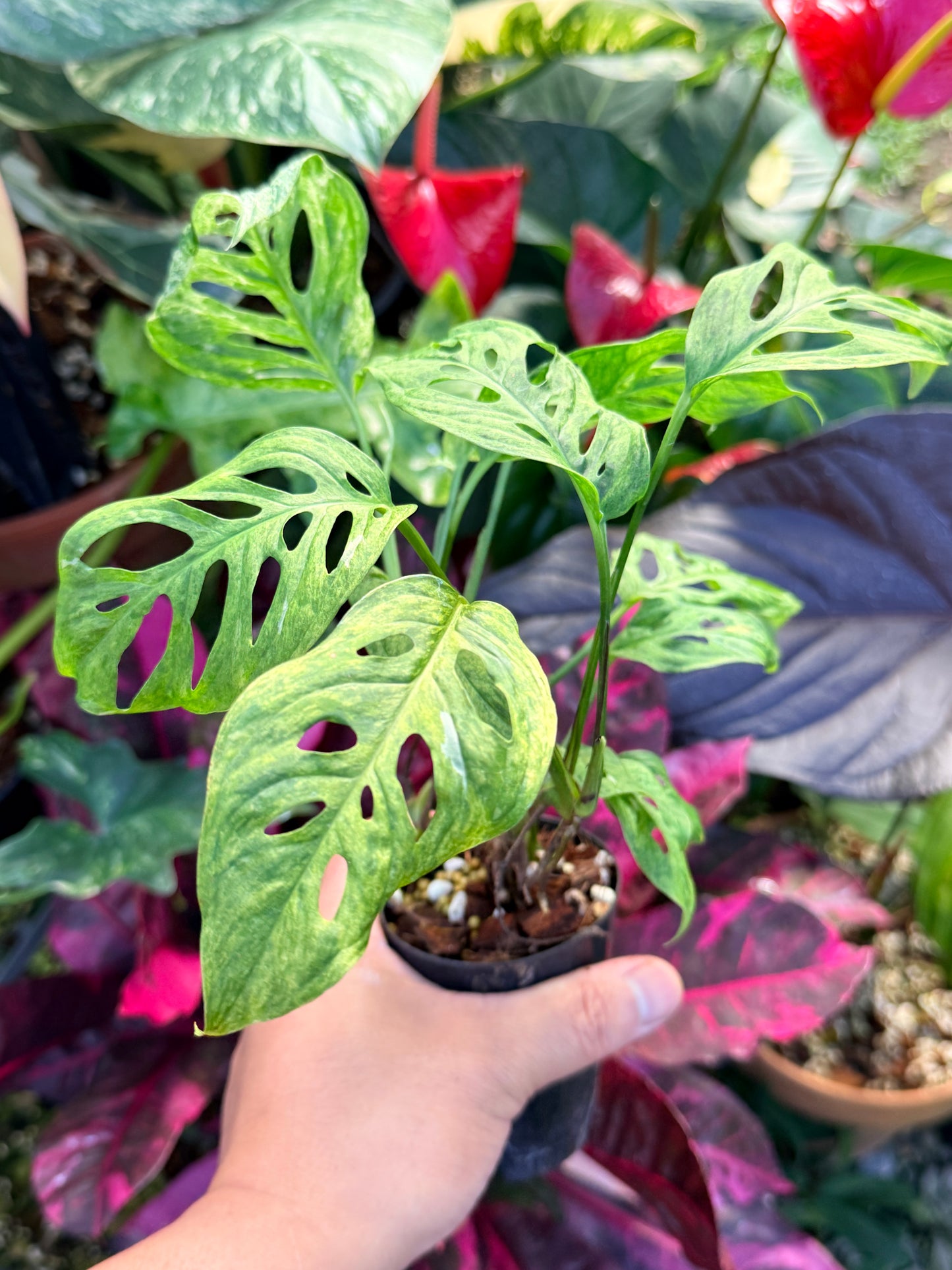 Monstera adansonii 'Mottled Mint' Q28