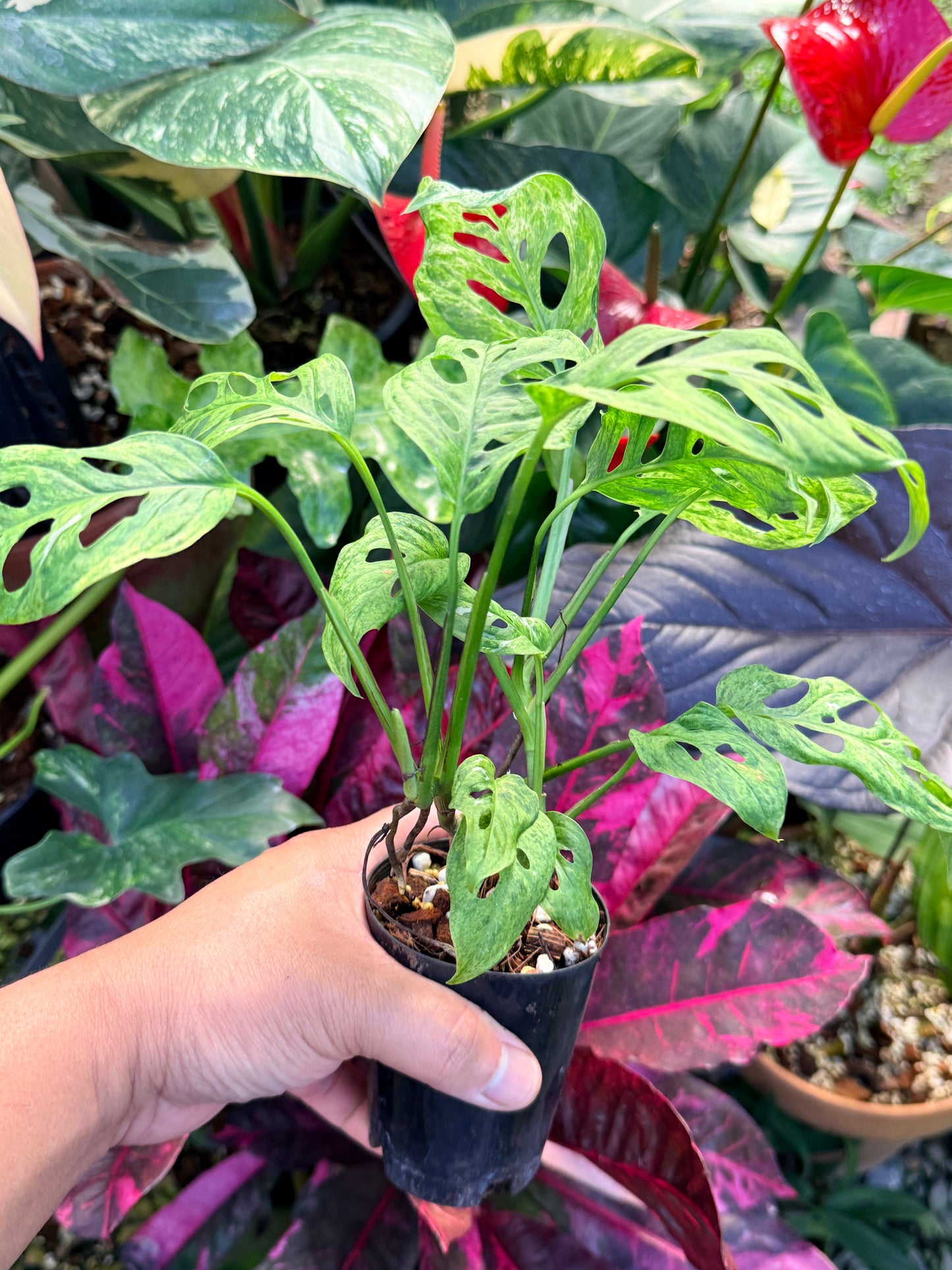 Monstera adansonii 'Mottled Mint' Q28