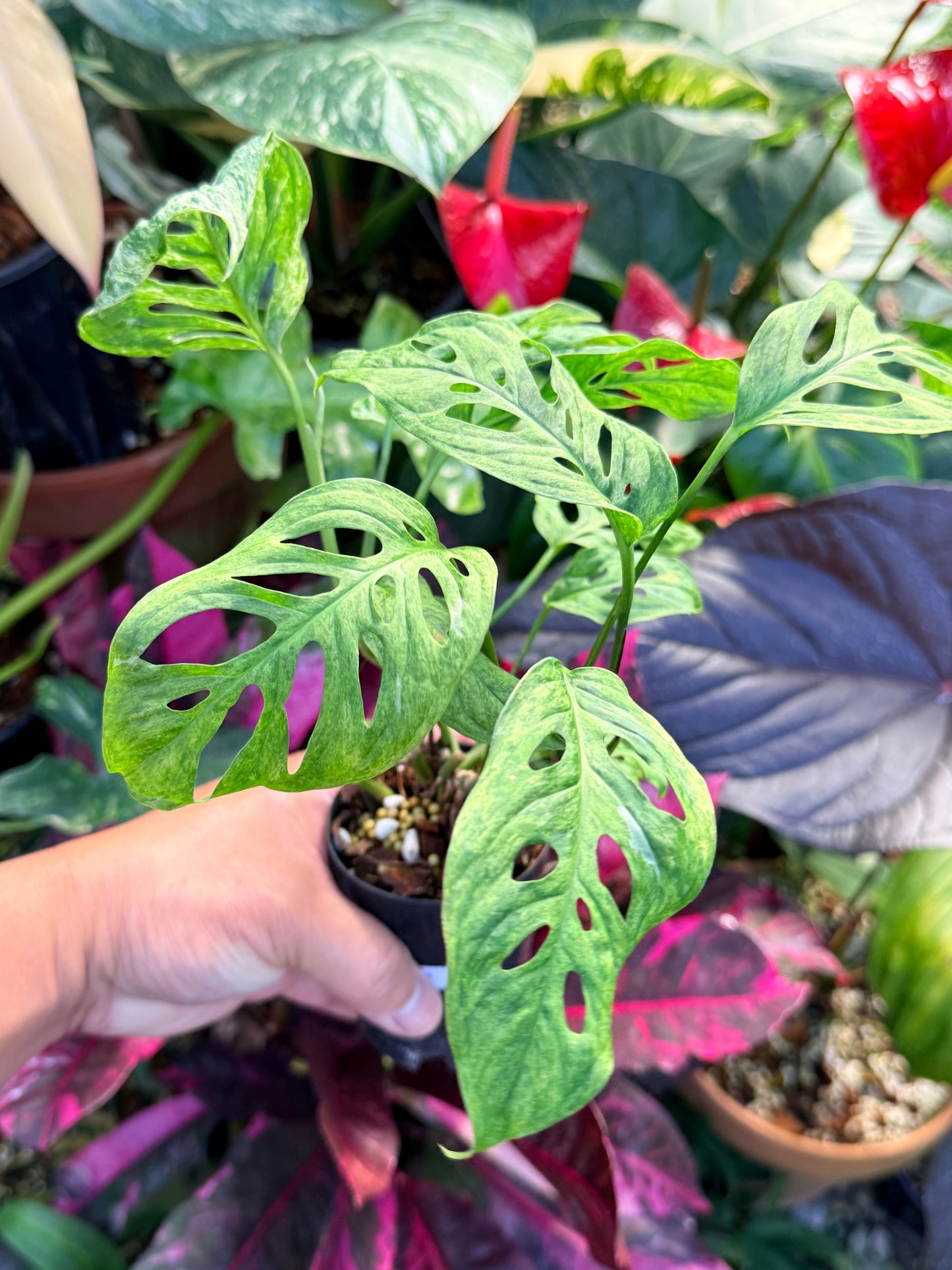 Monstera adansonii 'Mottled Mint' Q28