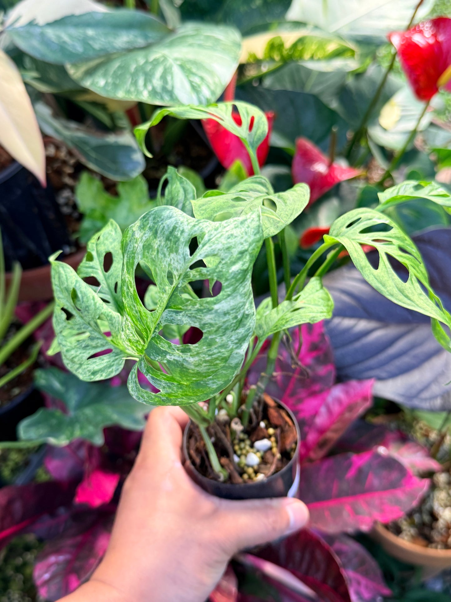 Monstera adansonii 'Mottled Mint' Q28