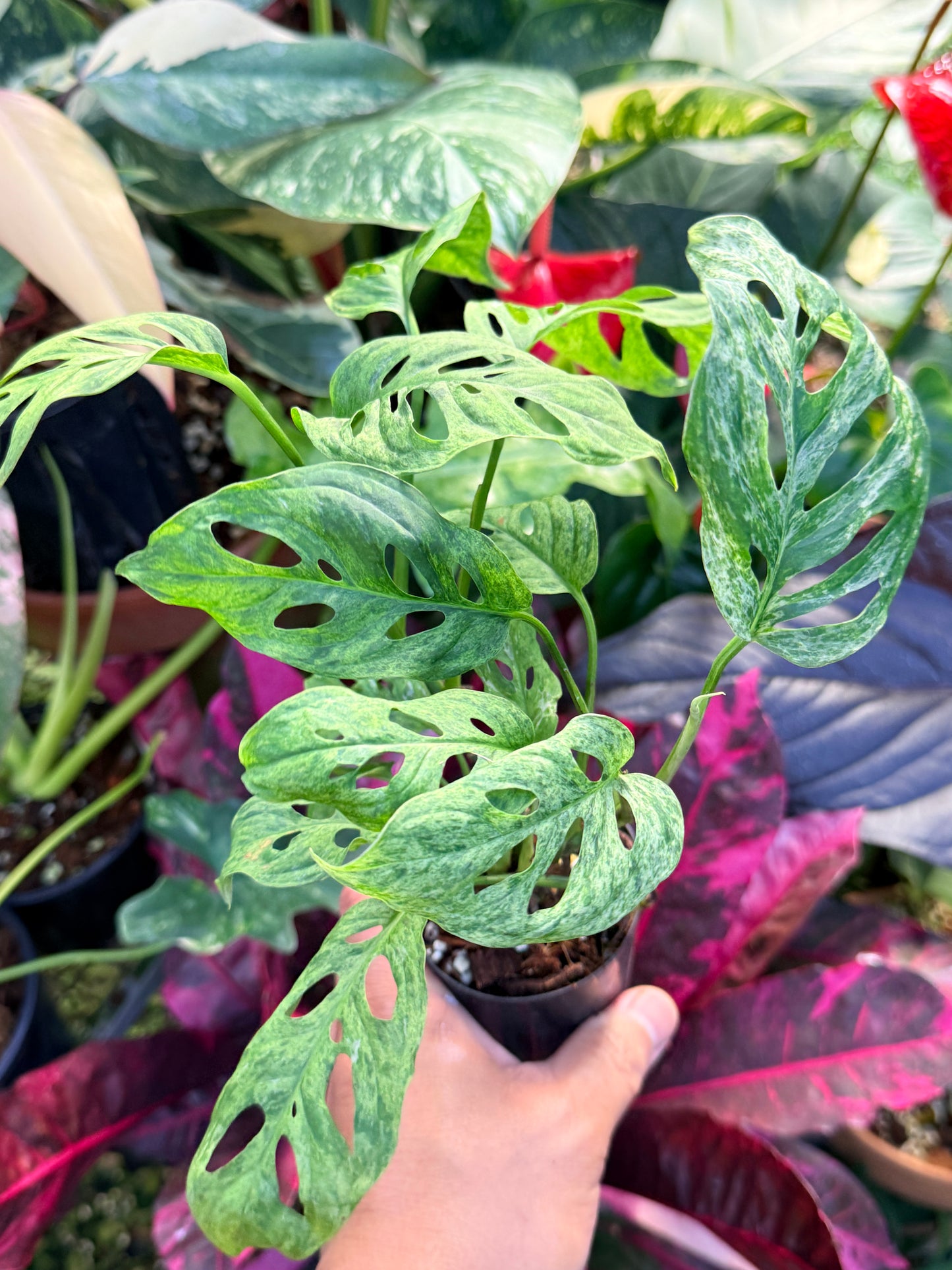 Monstera adansonii 'Mottled Mint' Q28