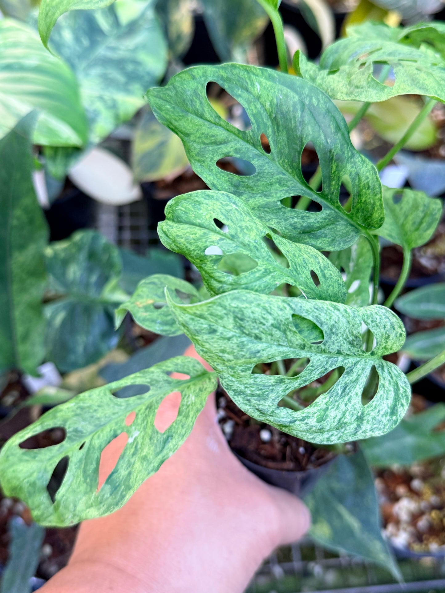 Monstera adansonii 'Mottled Mint' Q28
