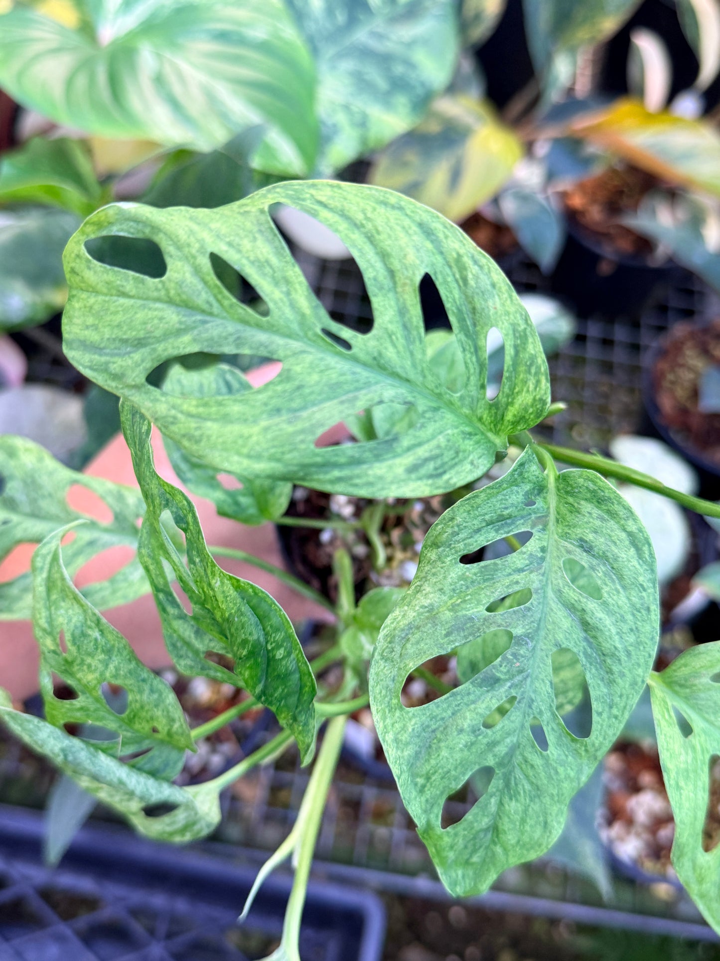 Monstera adansonii 'Mottled Mint' Q28