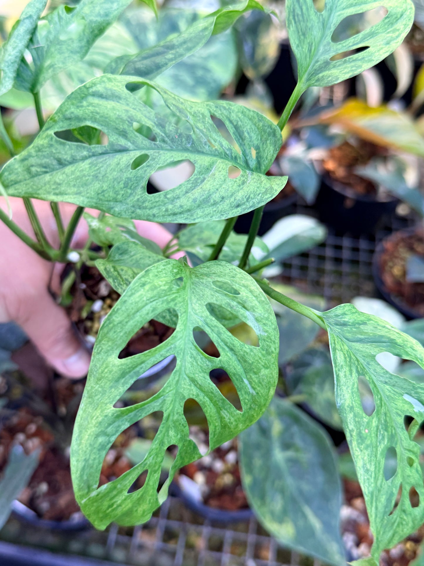 Monstera adansonii 'Mottled Mint' Q28