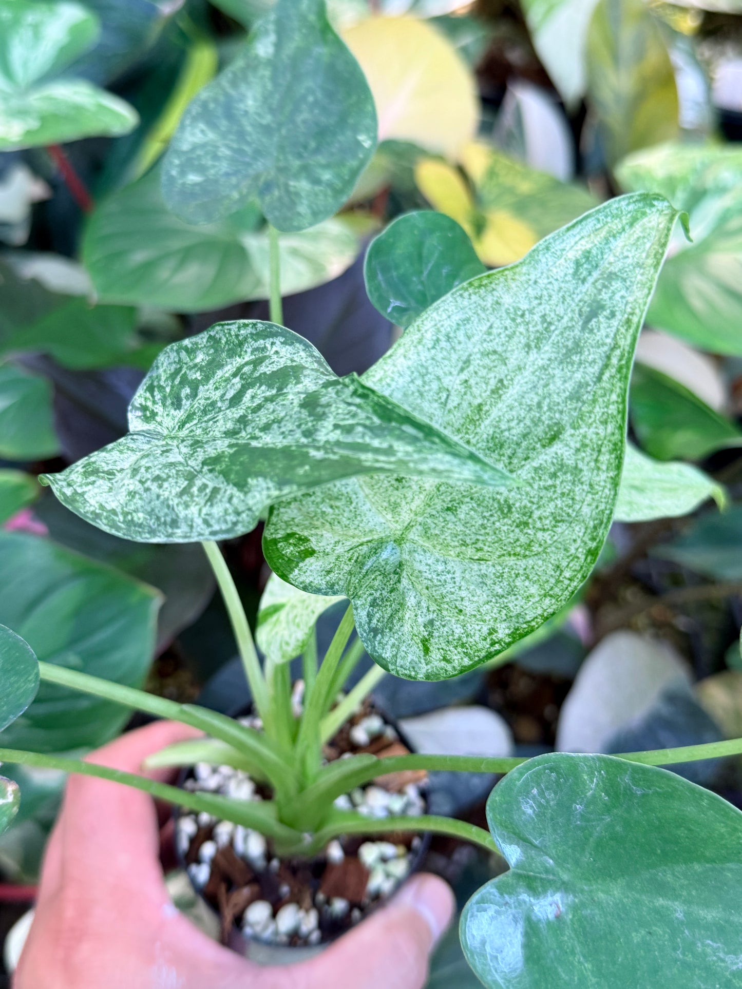 Alocasia cucullata 'White Mint Variegated' M72