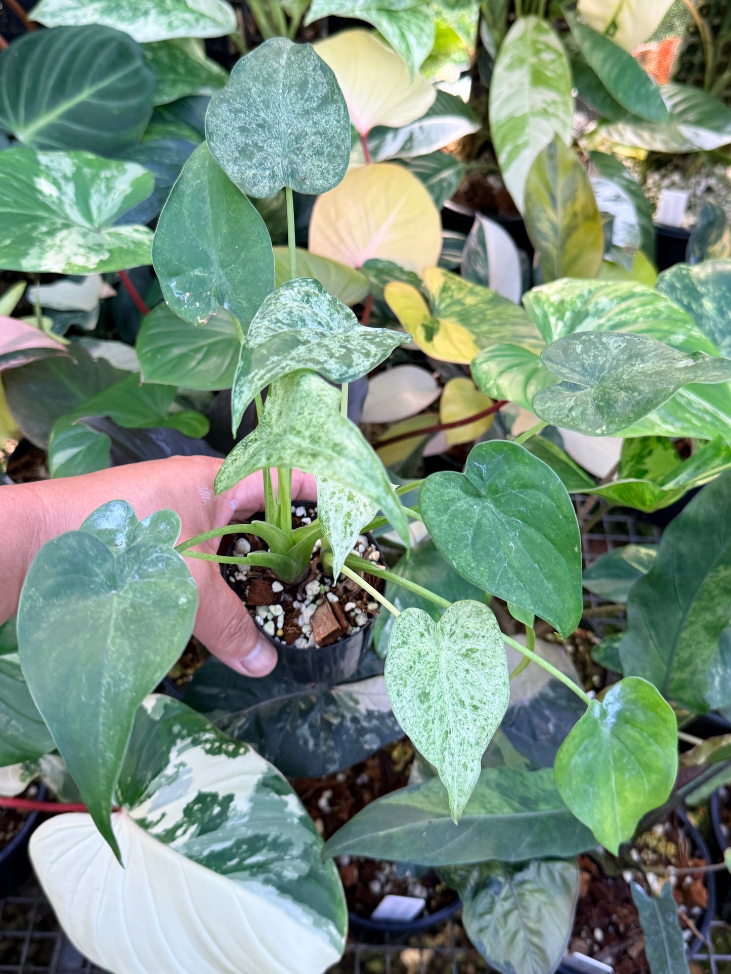 Alocasia cucullata 'White Mint Variegated' M72