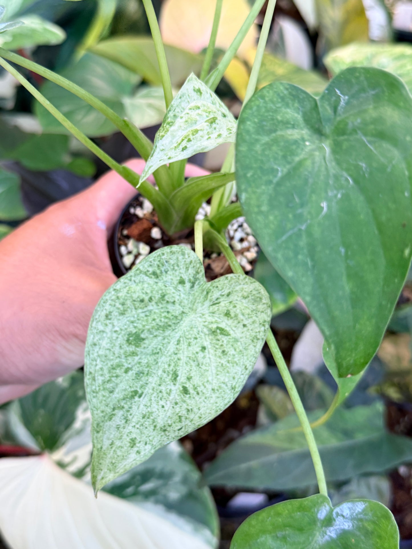Alocasia cucullata 'White Mint Variegated' M72