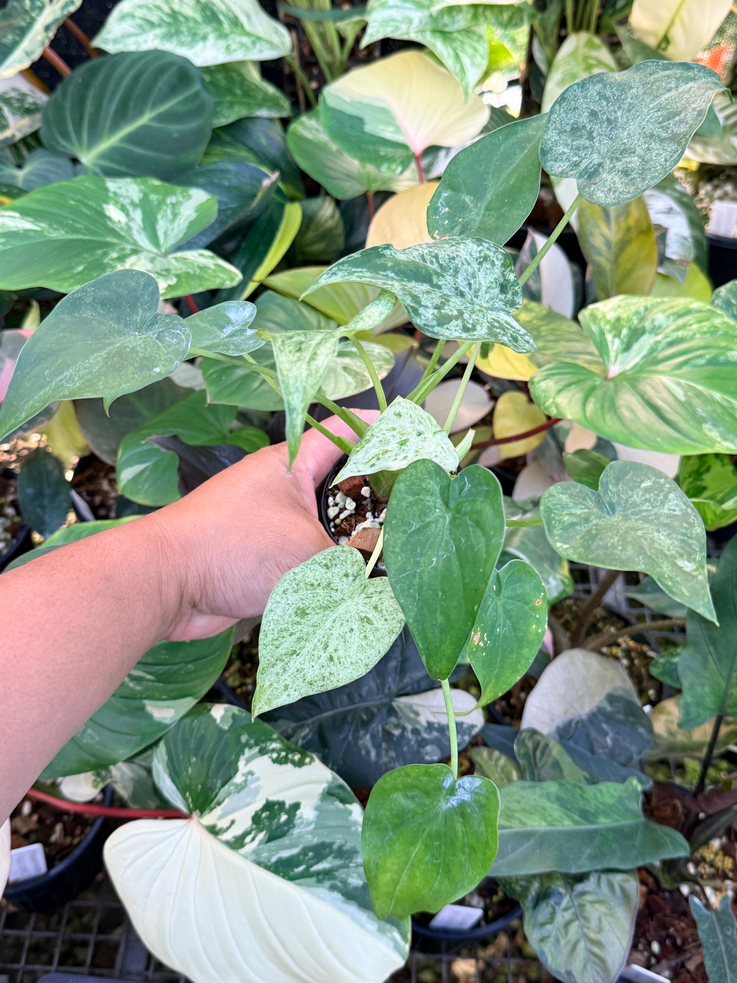 Alocasia cucullata 'White Mint Variegated' M72