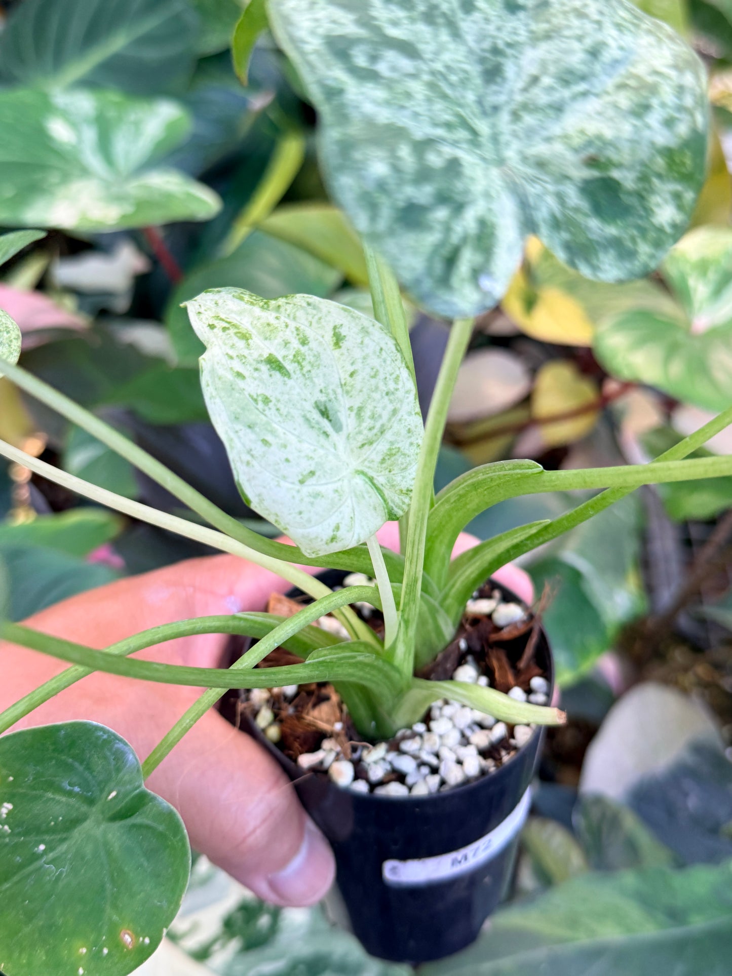Alocasia cucullata 'White Mint Variegated' M72