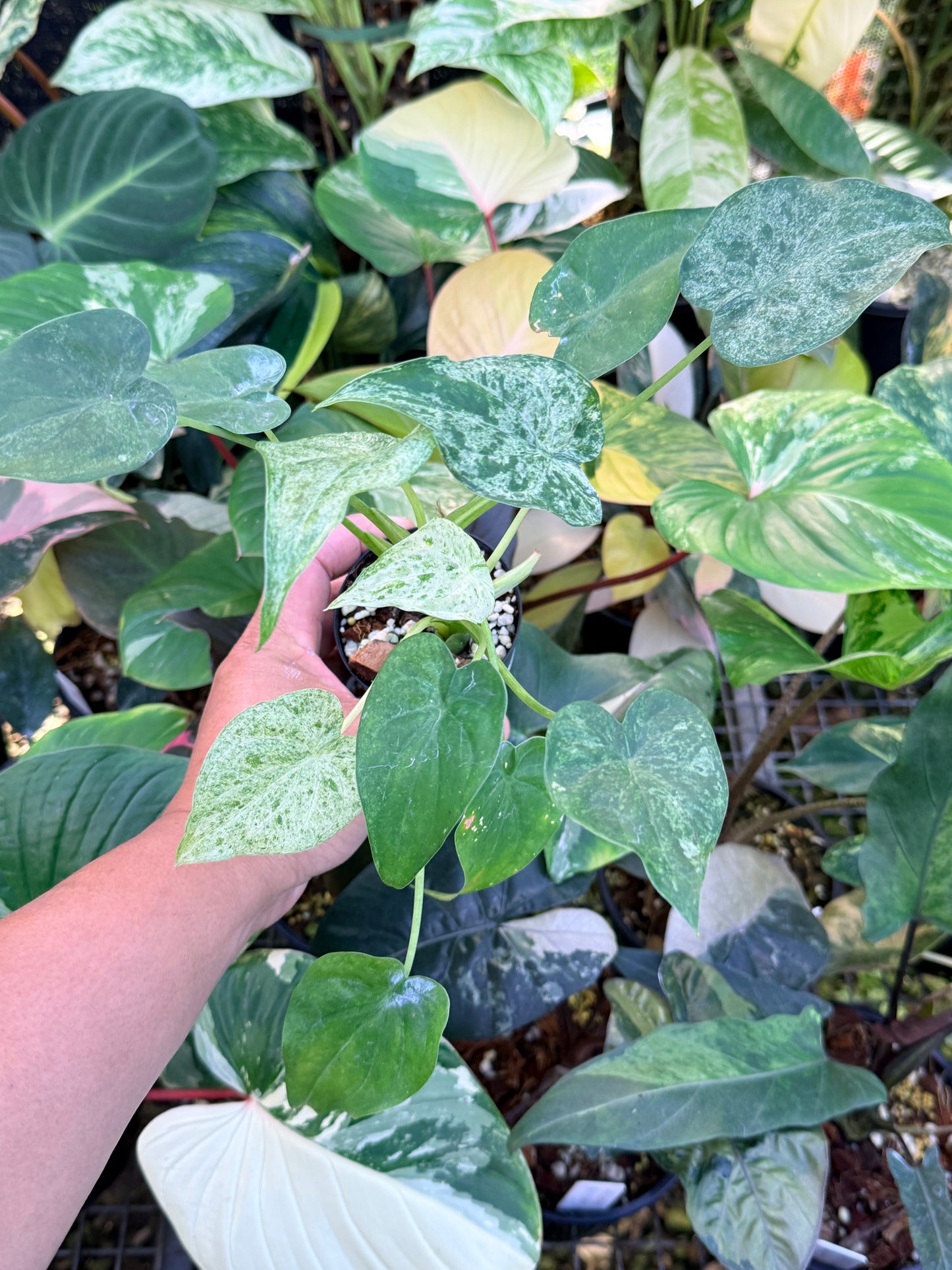 Alocasia cucullata 'White Mint Variegated' M72