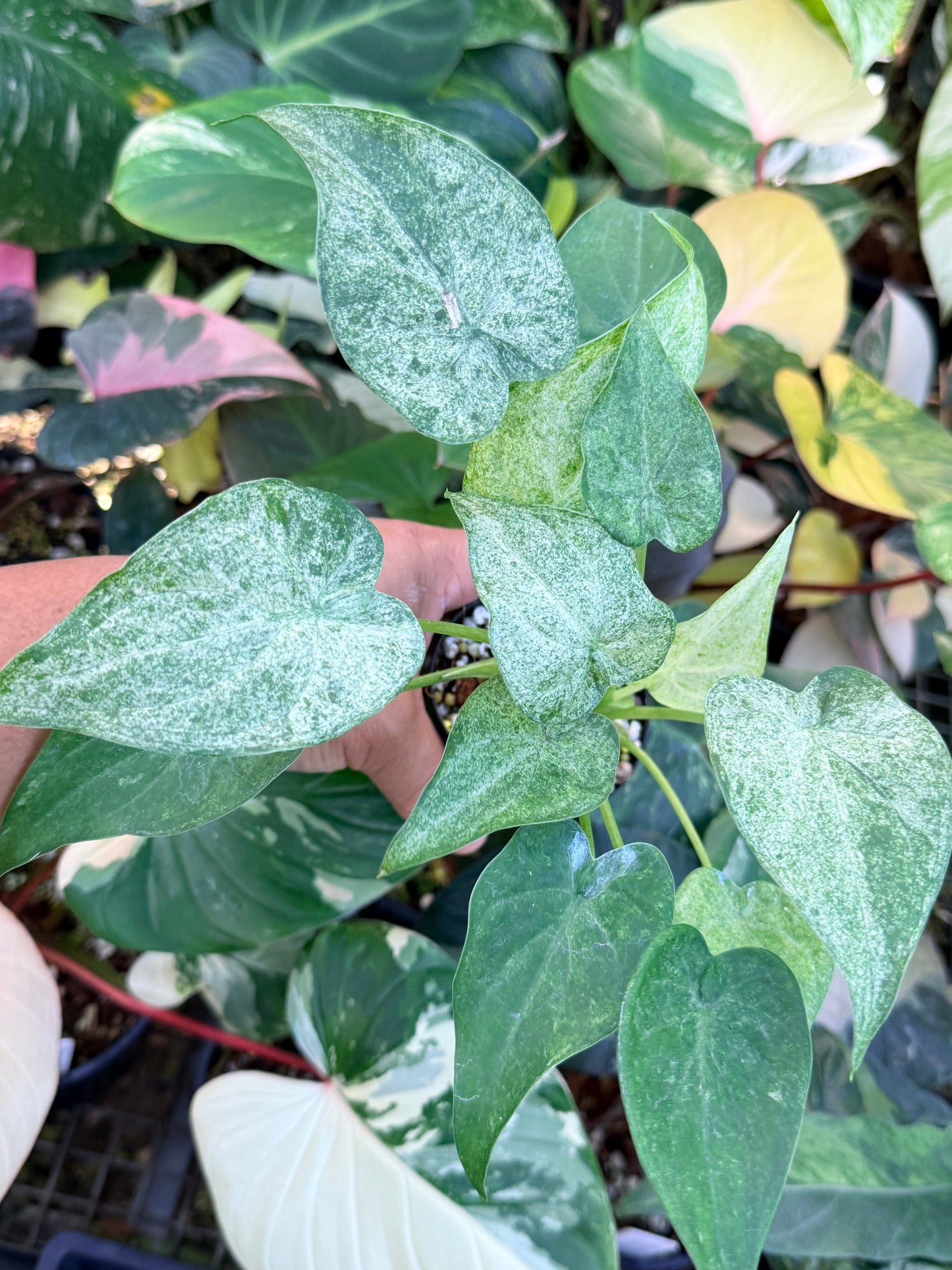 Alocasia cucullata 'White Mint Variegated' M69