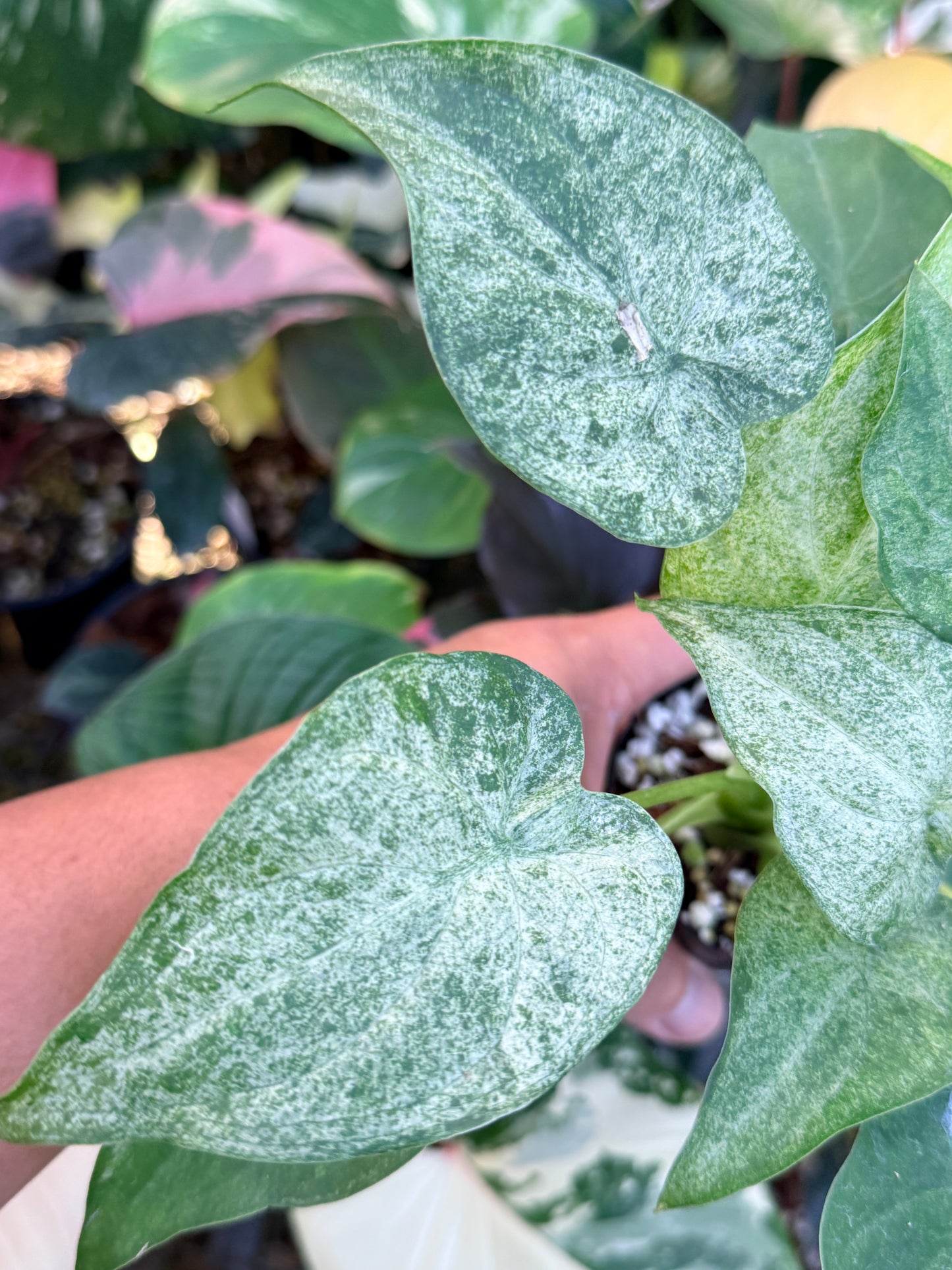 Alocasia cucullata 'White Mint Variegated' M69