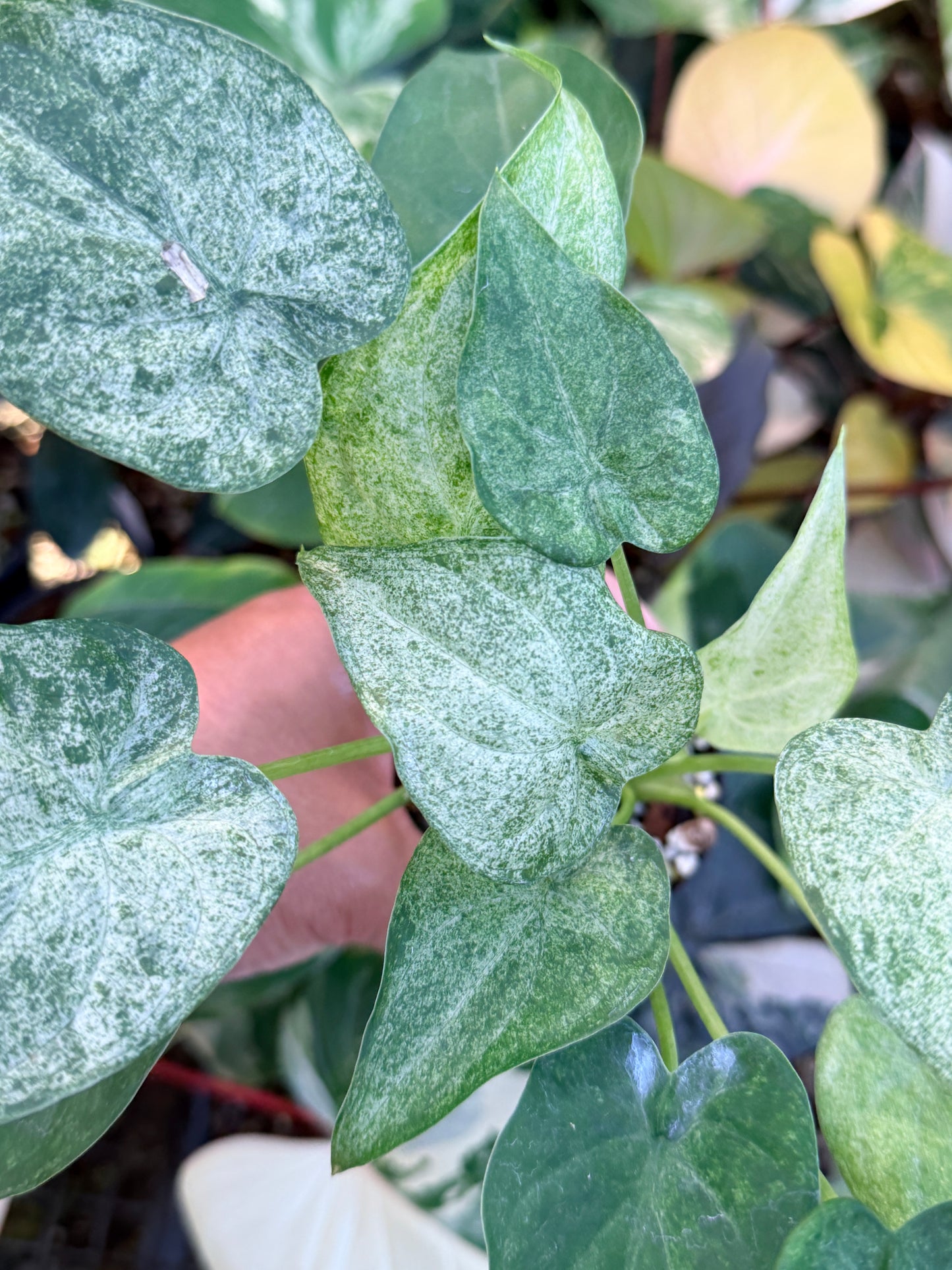 Alocasia cucullata 'White Mint Variegated' M69