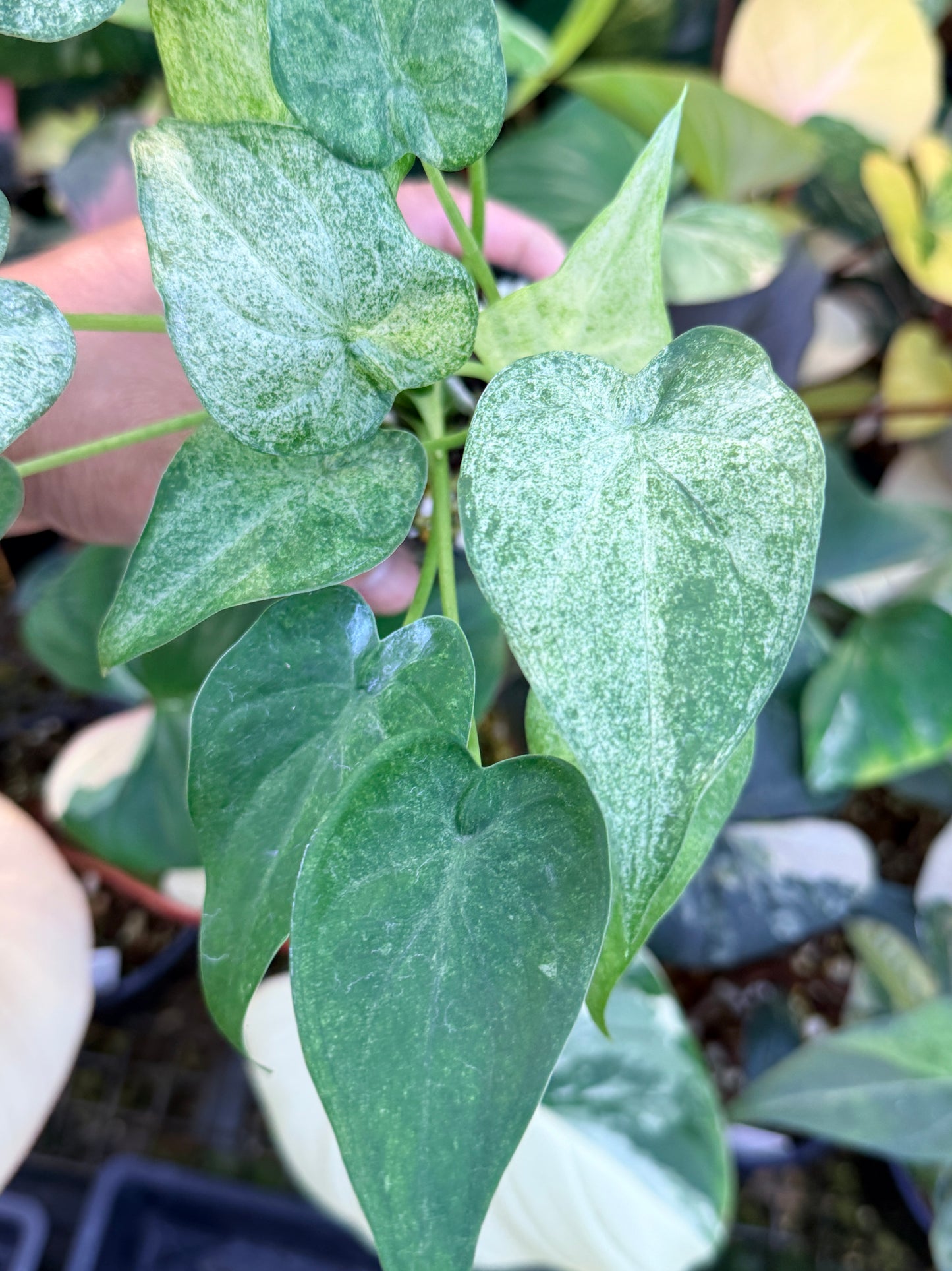 Alocasia cucullata 'White Mint Variegated' M69