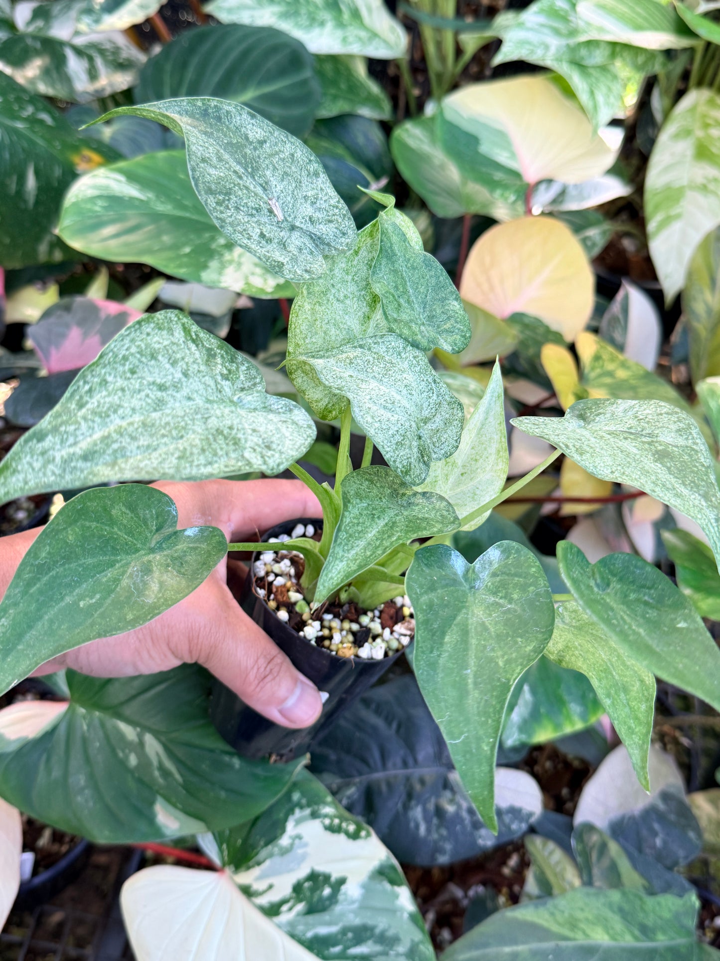 Alocasia cucullata 'White Mint Variegated' M69