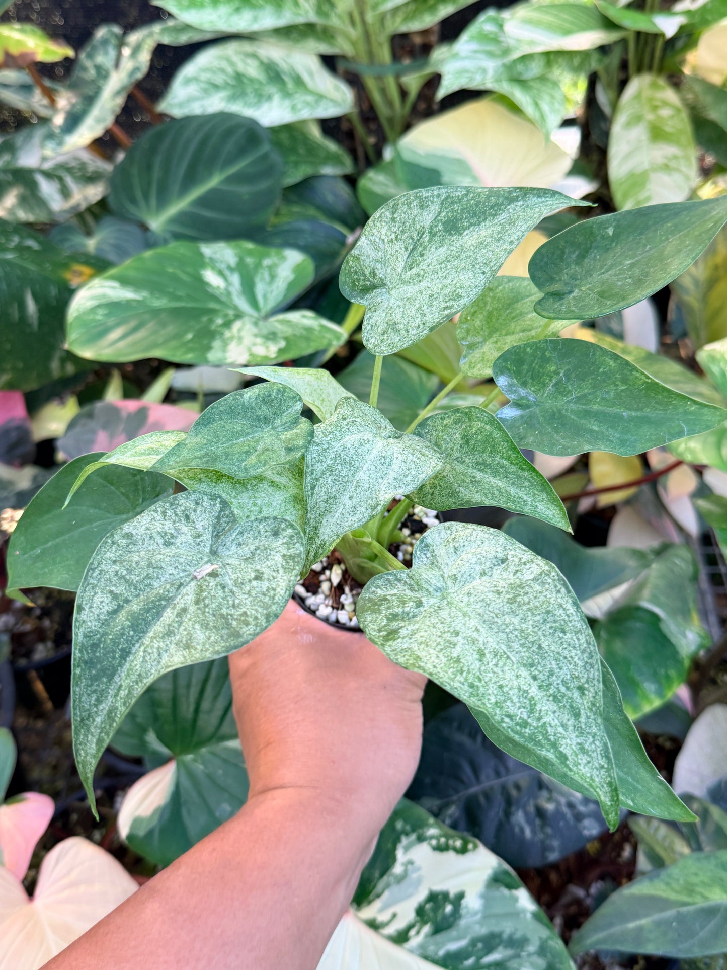 Alocasia cucullata 'White Mint Variegated' M69