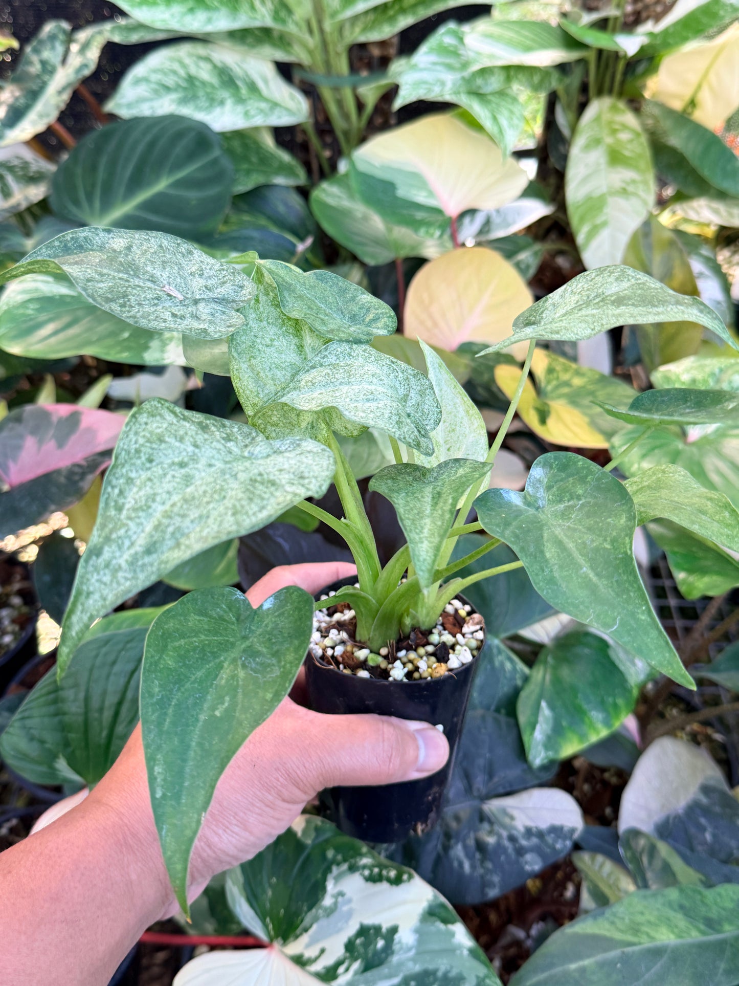 Alocasia cucullata 'White Mint Variegated' M69