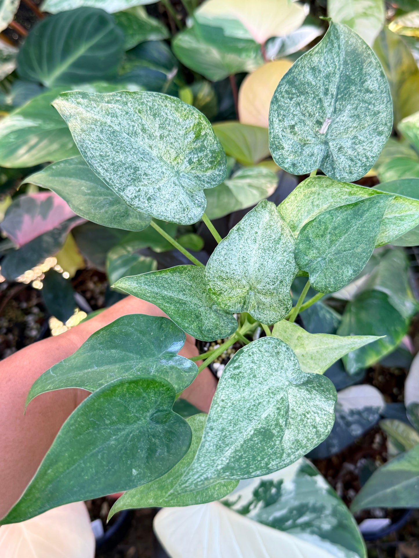 Alocasia cucullata 'White Mint Variegated' M69