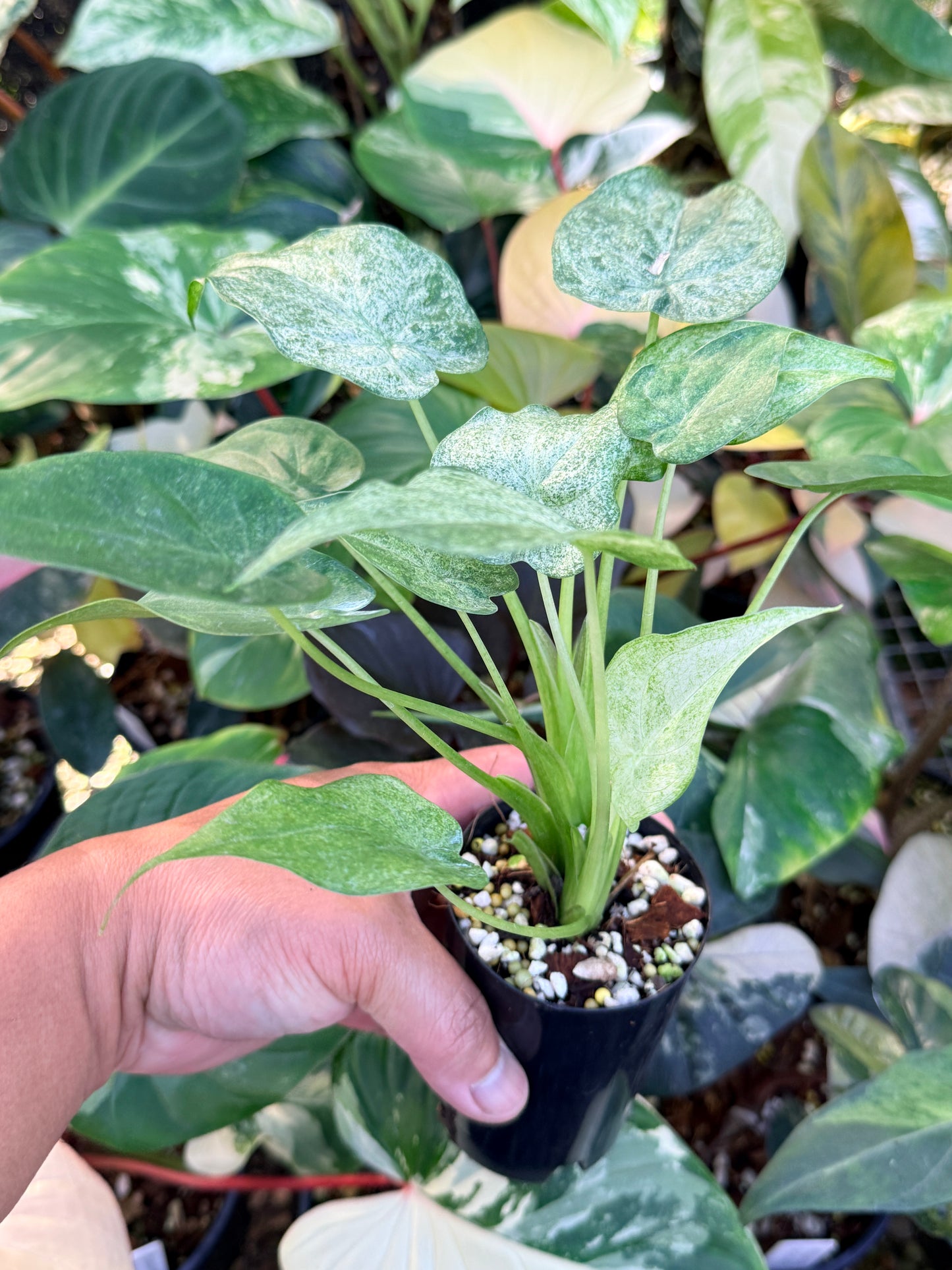 Alocasia cucullata 'White Mint Variegated' M69