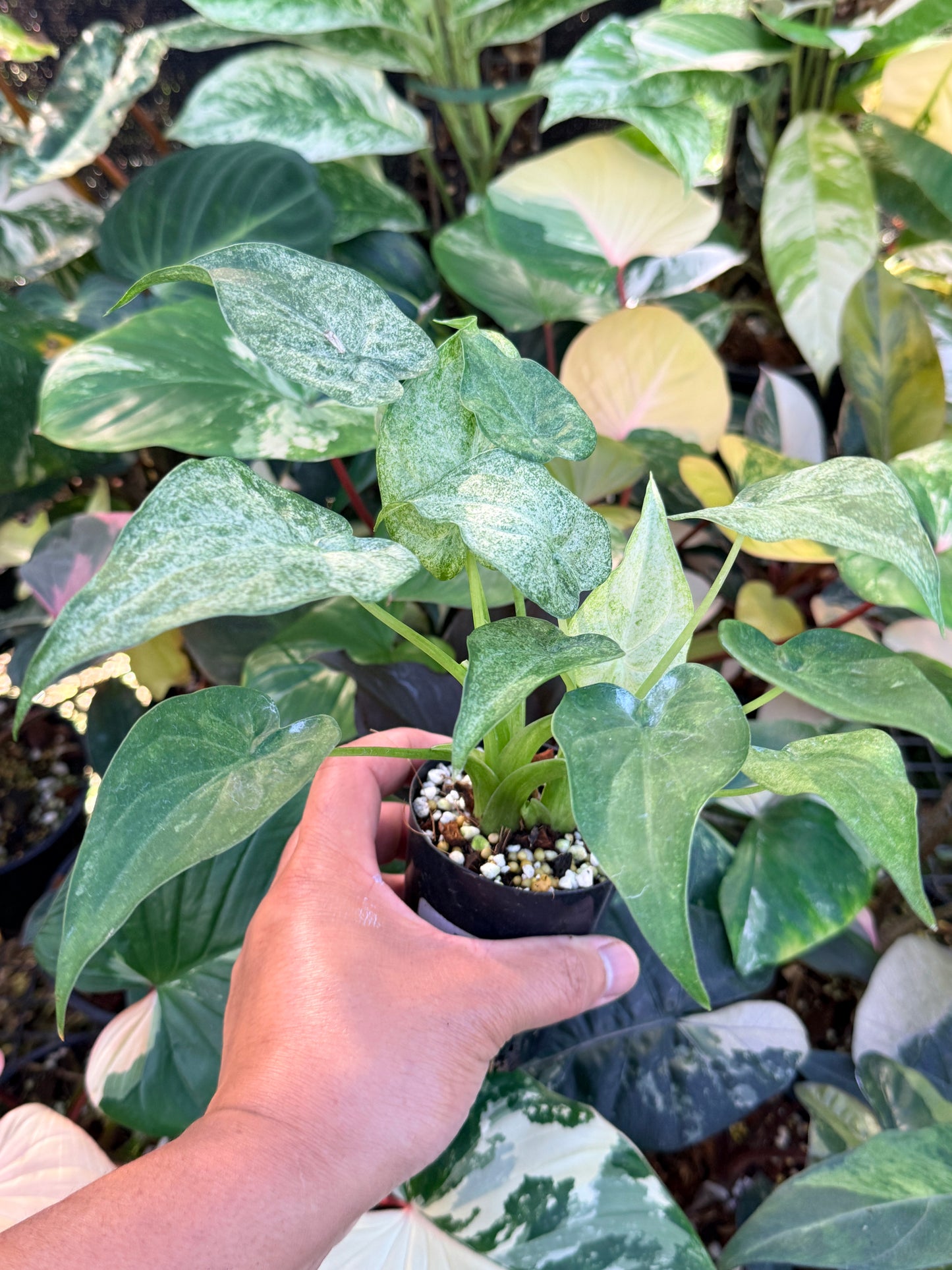 Alocasia cucullata 'White Mint Variegated' M69