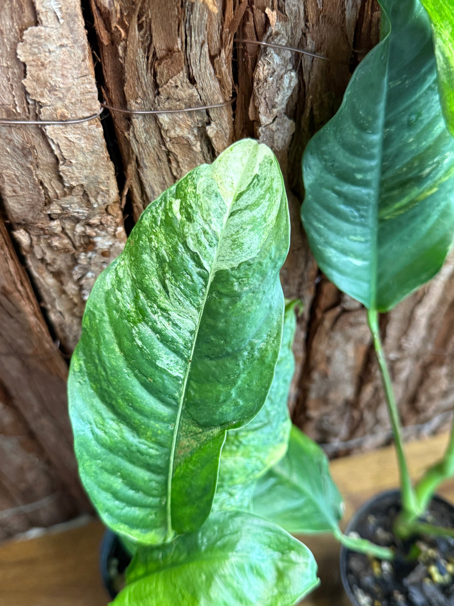 Rhaphidophora Puberula Variegata - Second Grade Quality