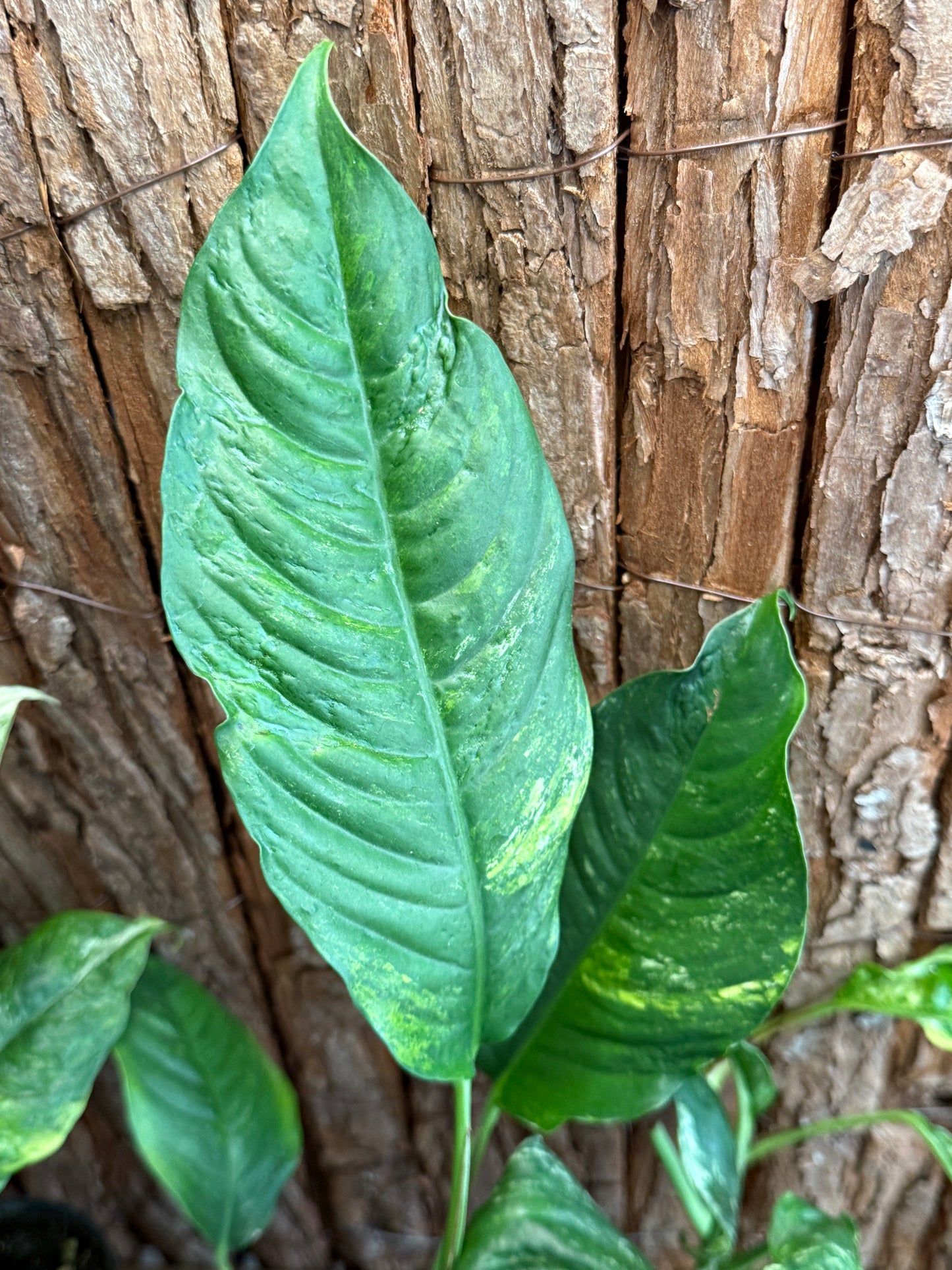 Rhaphidophora Puberula Variegata - Second Grade Quality