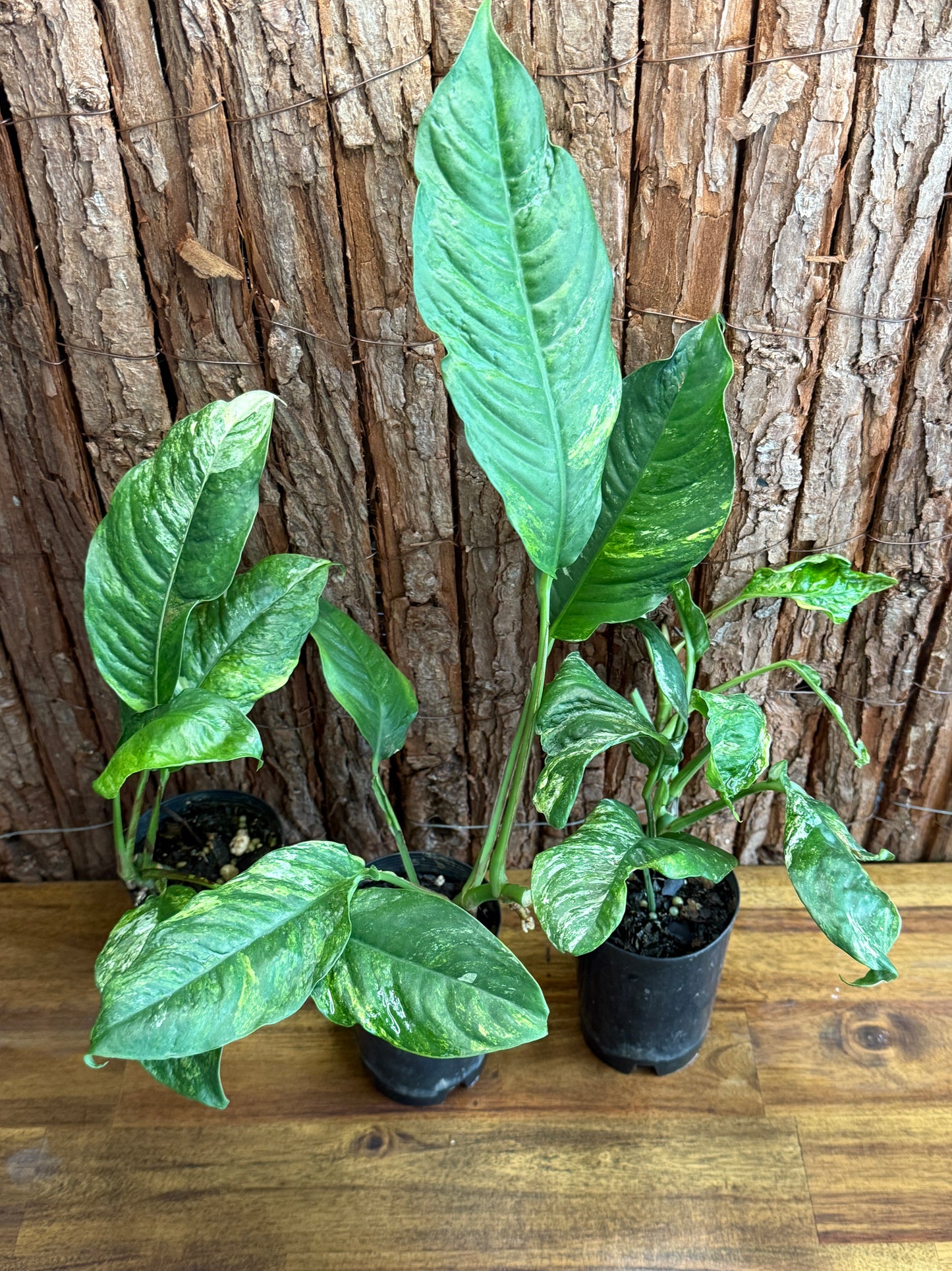 Rhaphidophora Puberula Variegata - Second Grade Quality