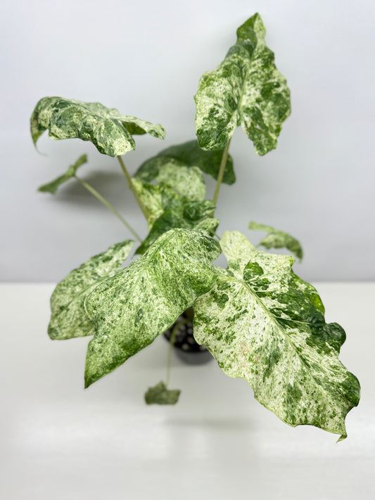 Alocasia odora Batik Variegata - Large Y25