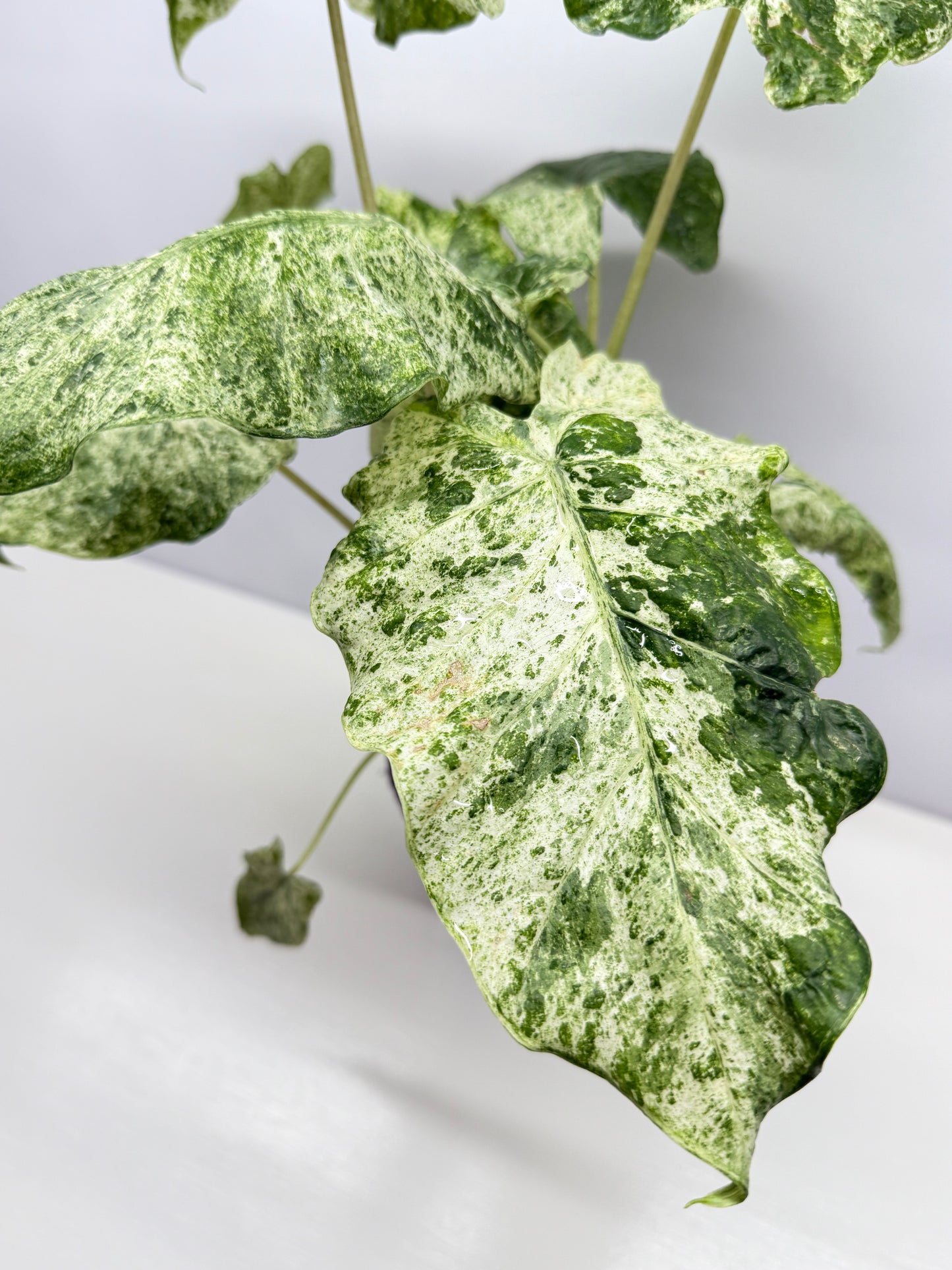 Alocasia odora Batik Variegata - Large Y25