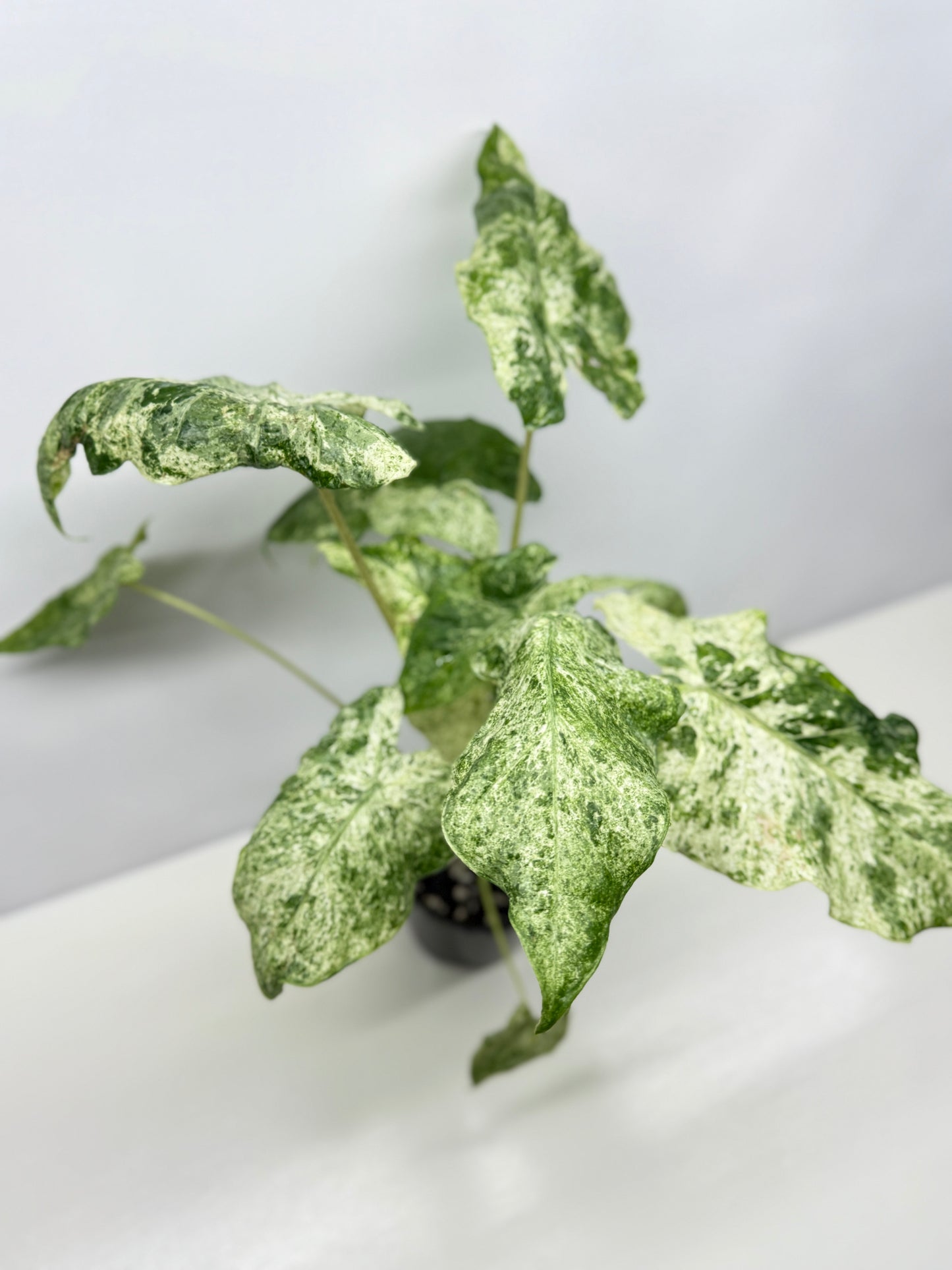 Alocasia odora Batik Variegata - Large Y25