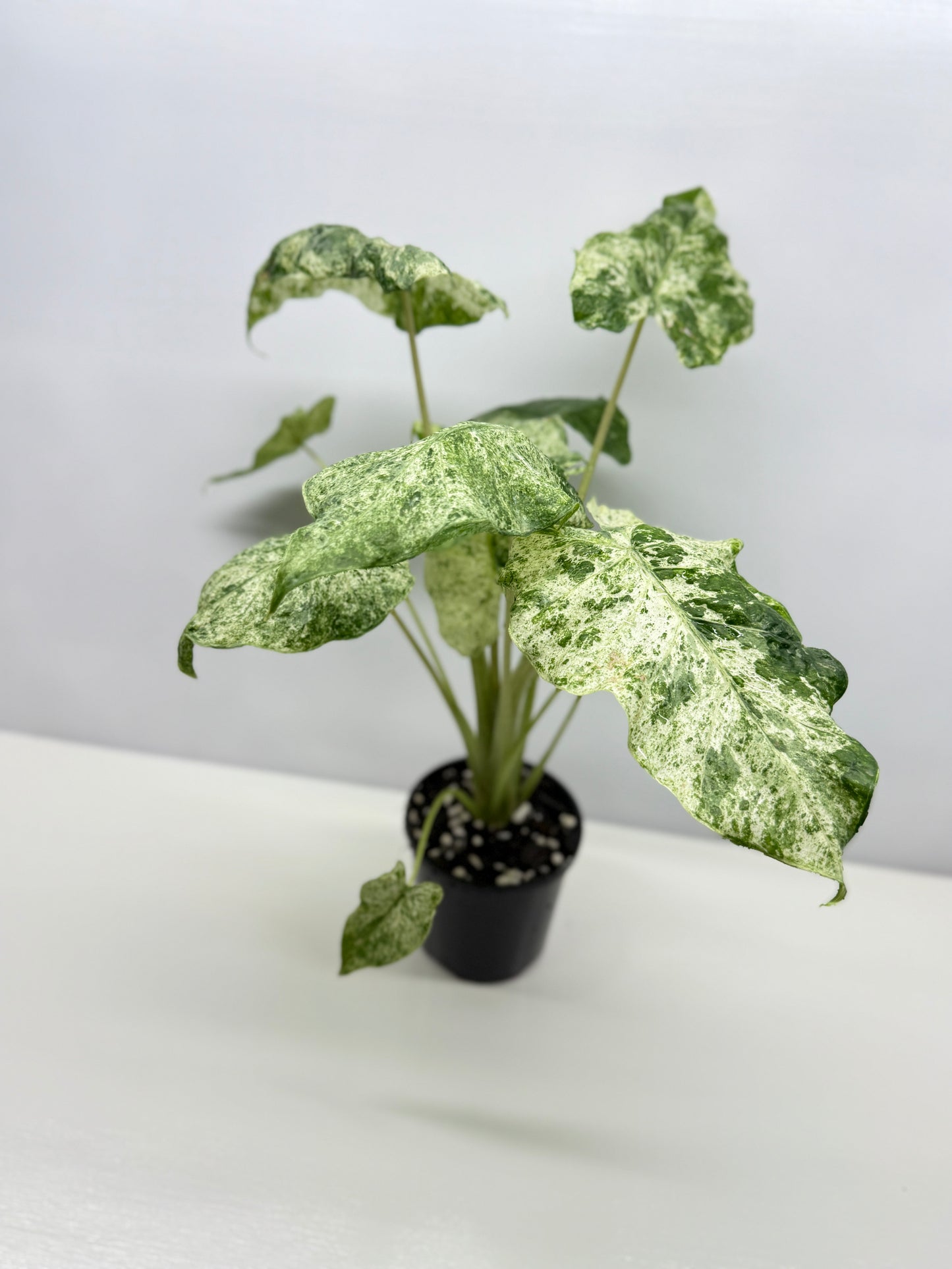 Alocasia odora Batik Variegata - Large Y25